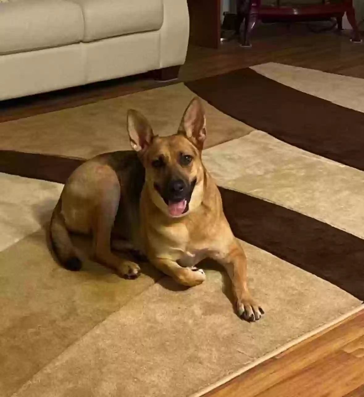 adoptable Dog in La Verne,CA named Koa