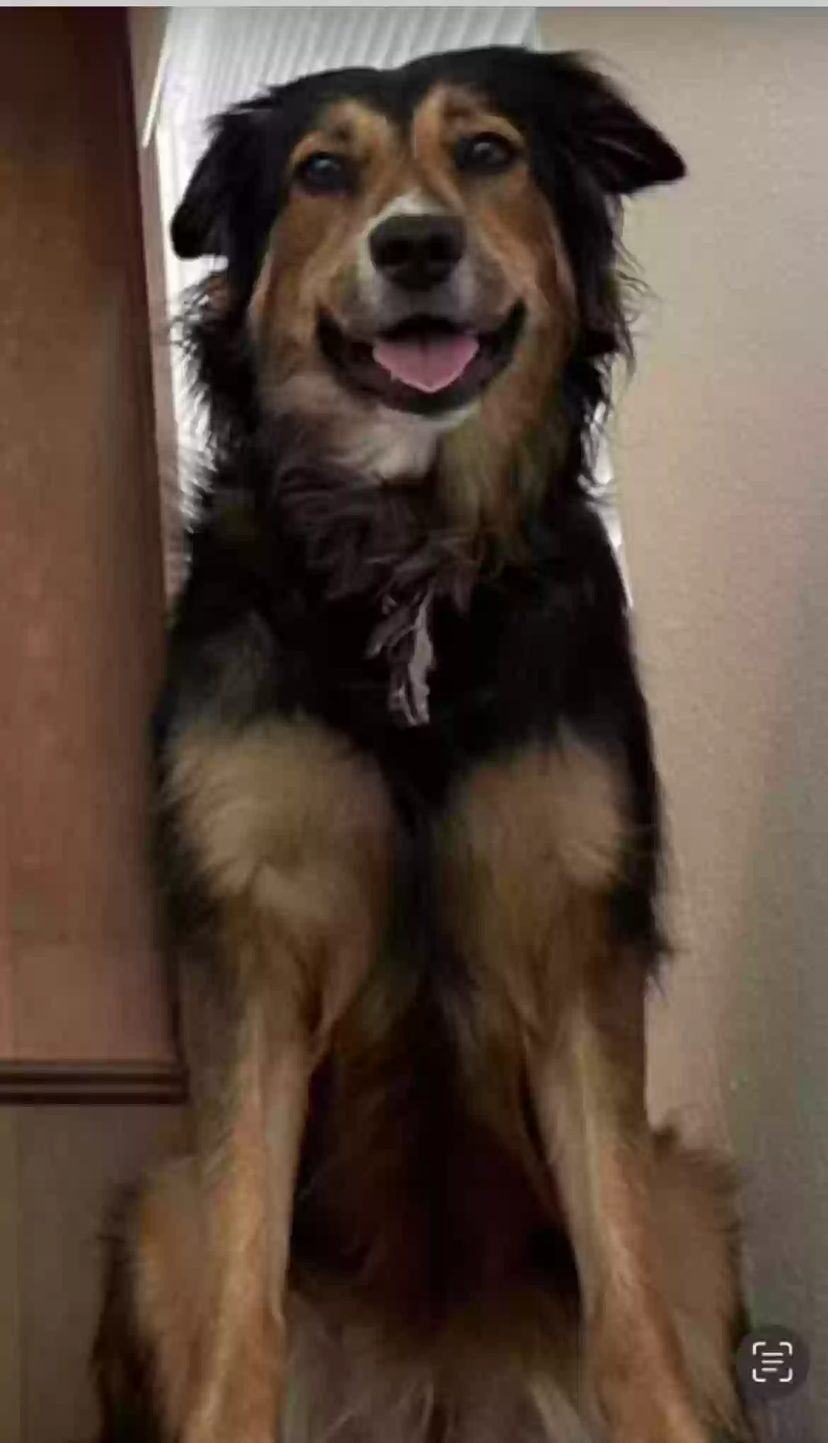adoptable Dog in La Verne,CA named Gracie