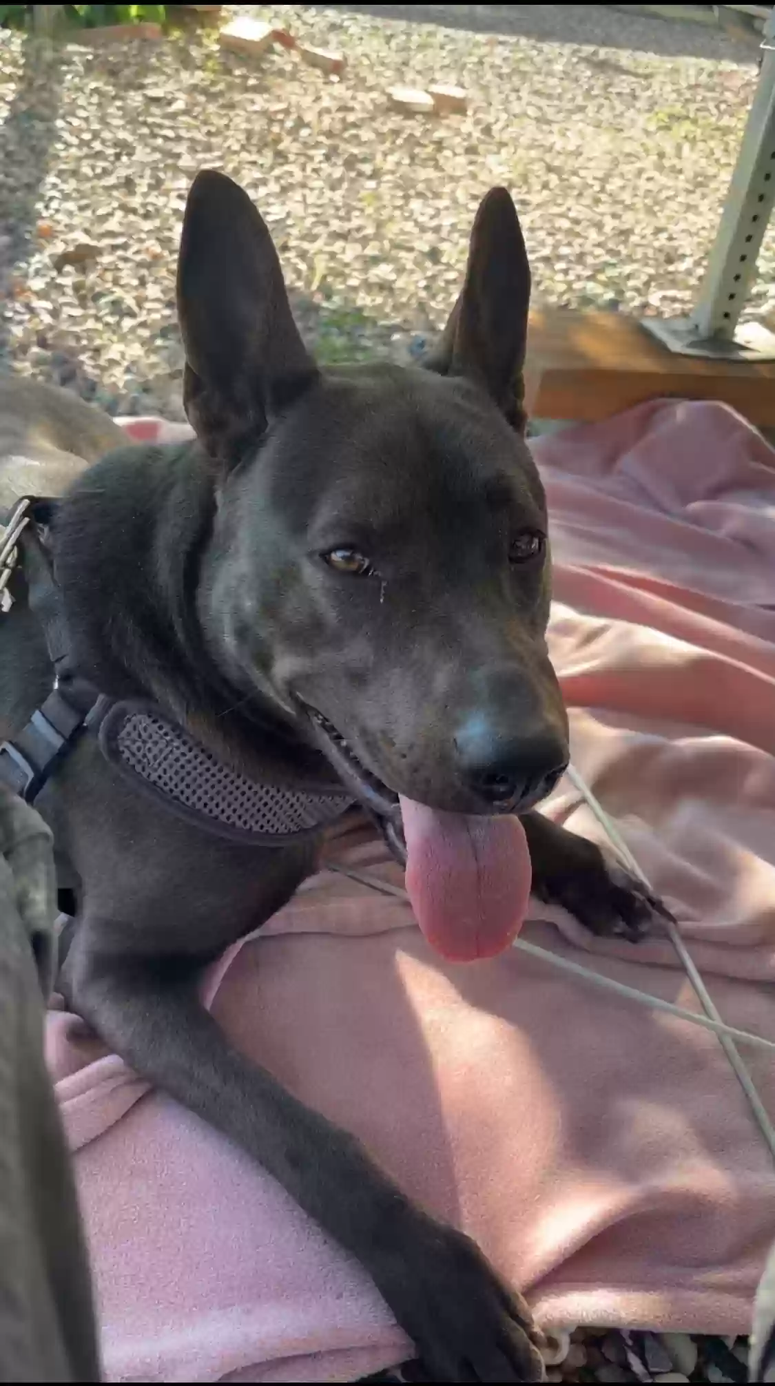 adoptable Dog in Camp Verde,AZ named Chancy