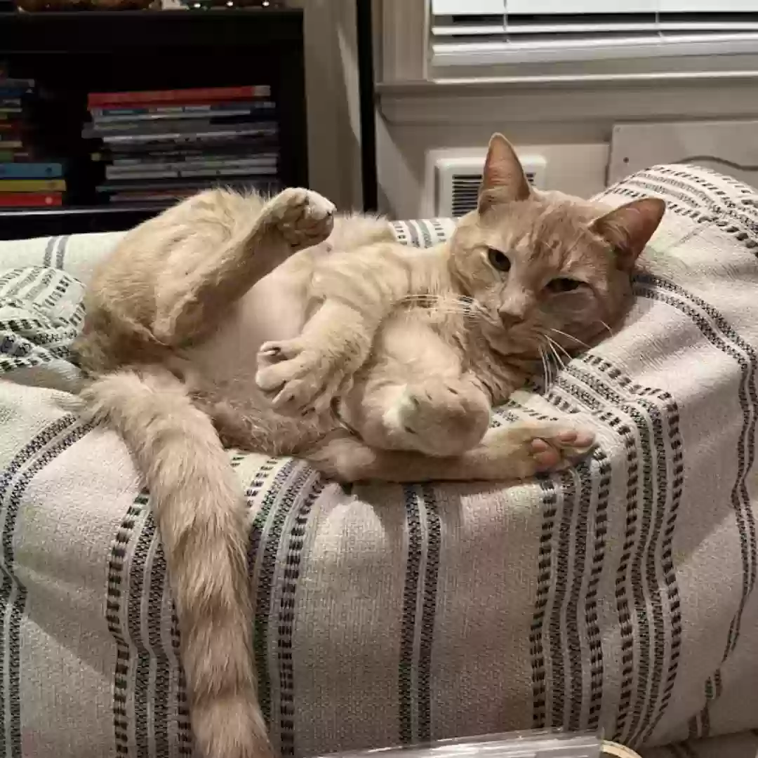 adoptable Cat in Marmora,NJ named Zipper
