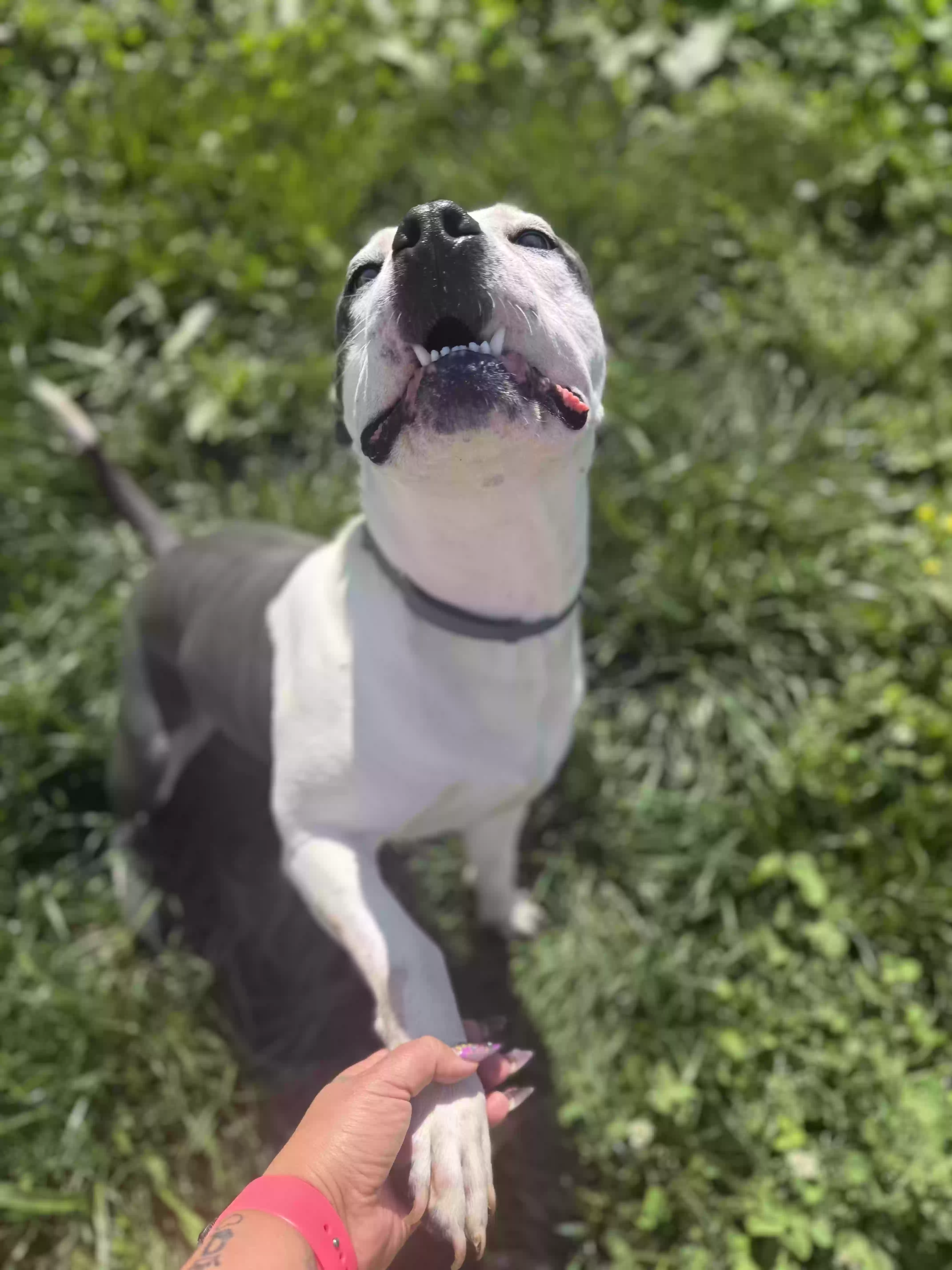 adoptable Dog in Statesville,NC named Zeus