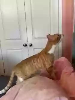 adoptable Cat in Jacksonville,FL named Noodle