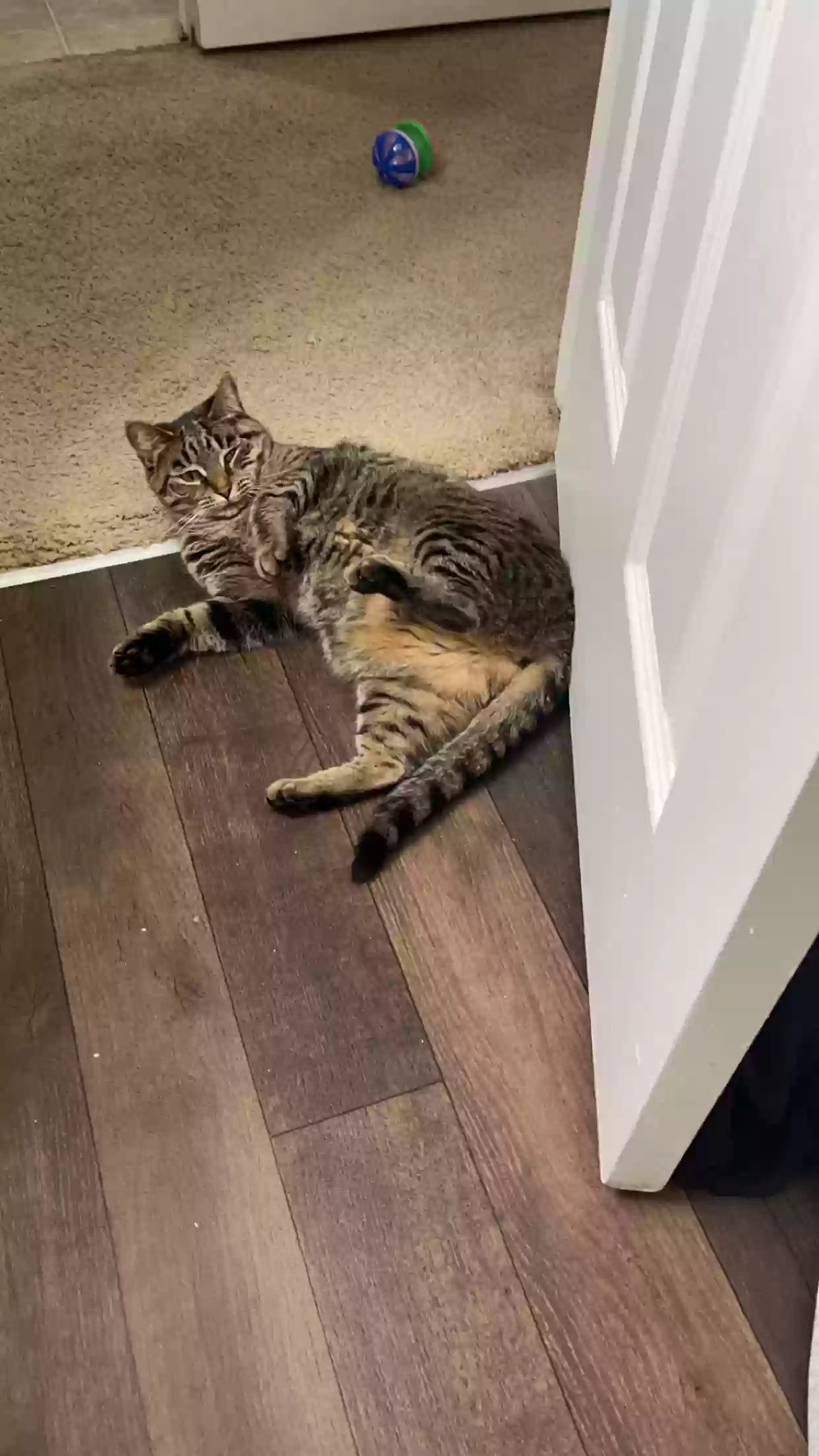 adoptable Cat in Fairfield,OH named stevie