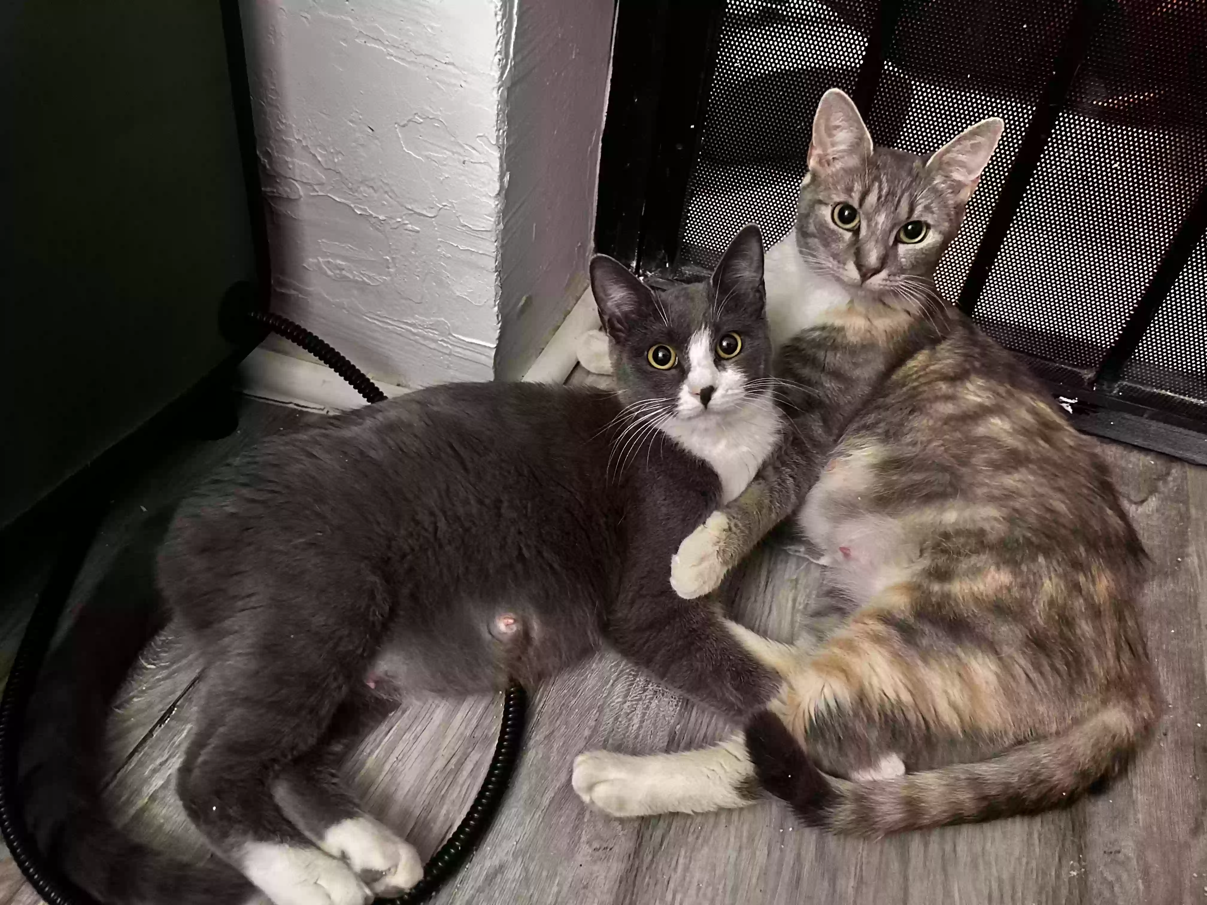adoptable Cat in Tucson,AZ named Croppie