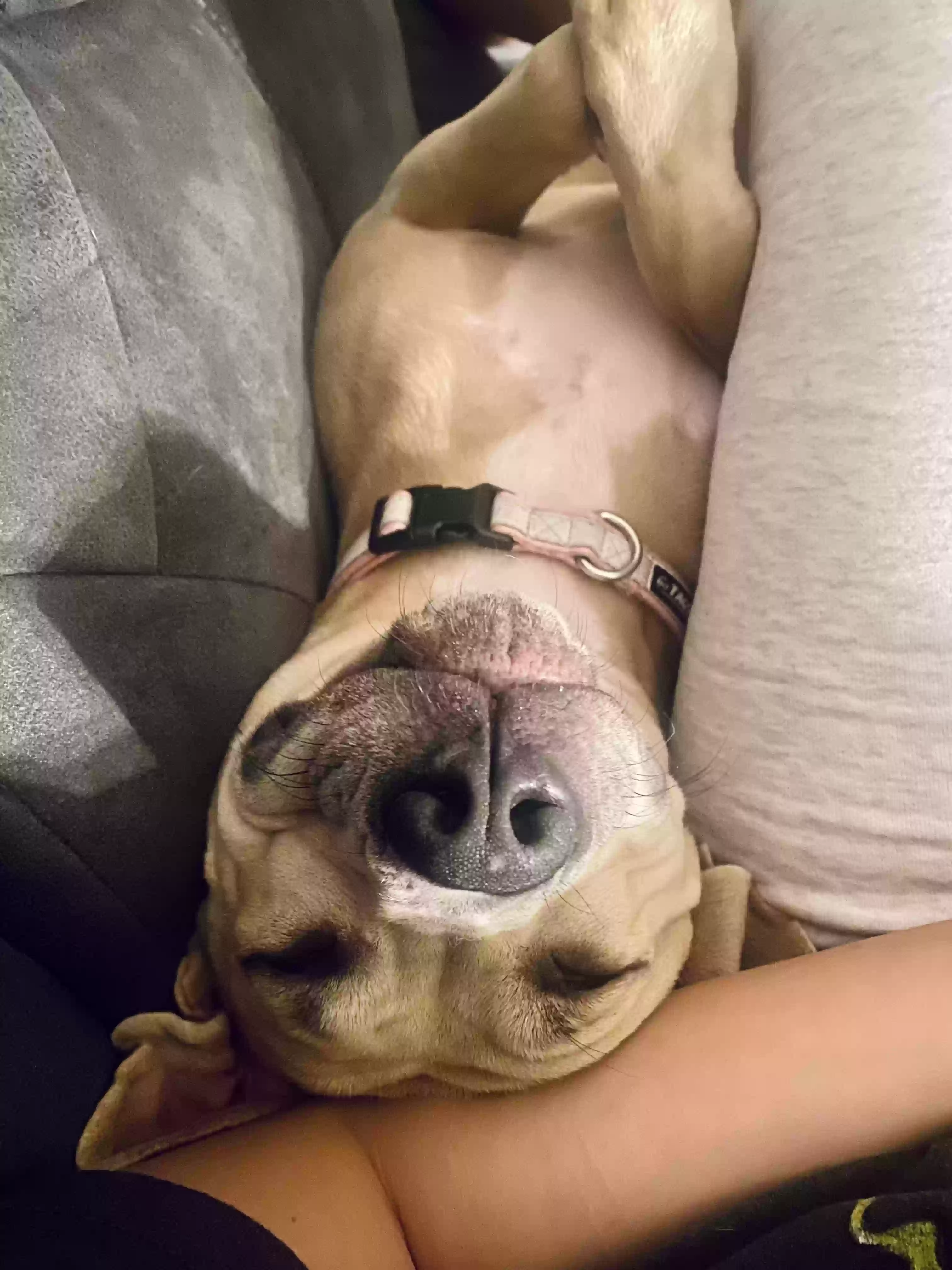 adoptable Dog in Independence,KS named