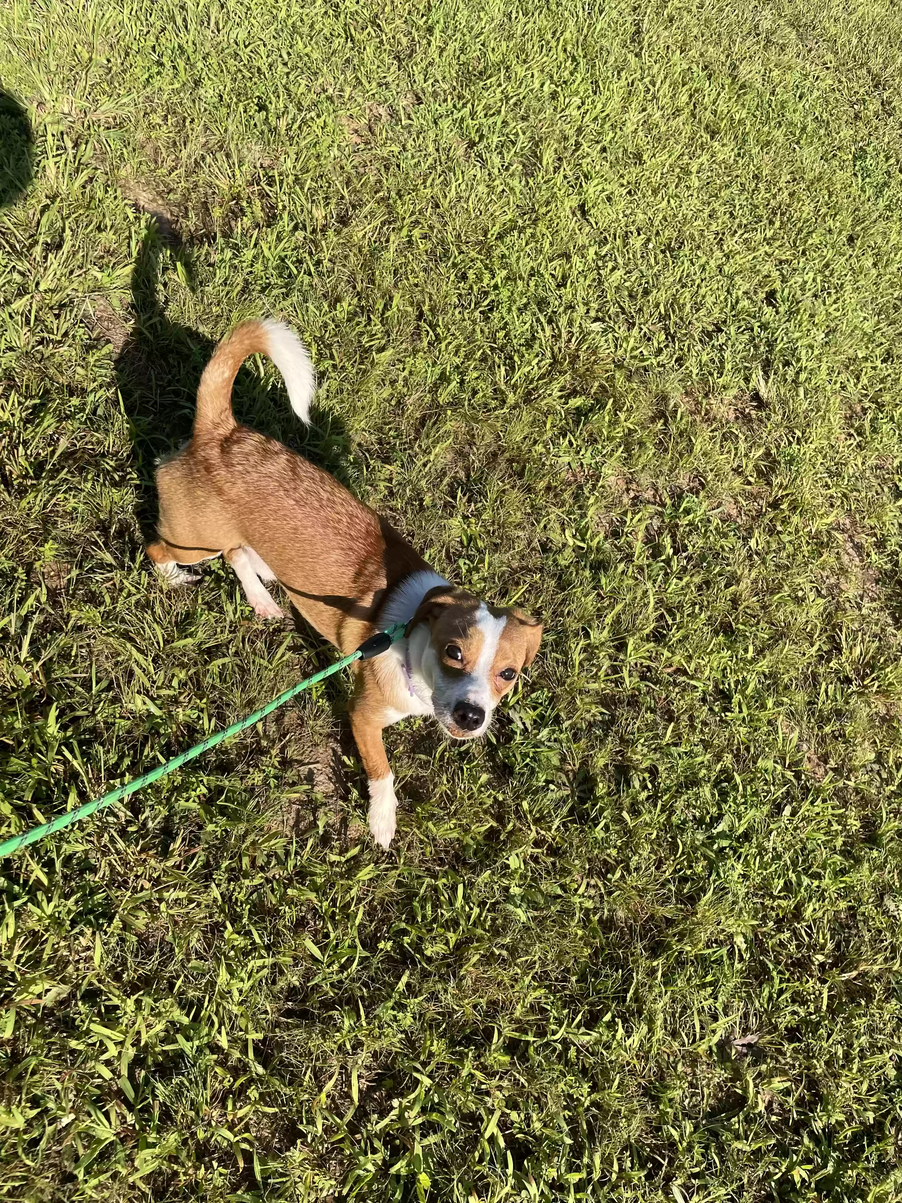 adoptable Dog in Meherrin,VA named Max