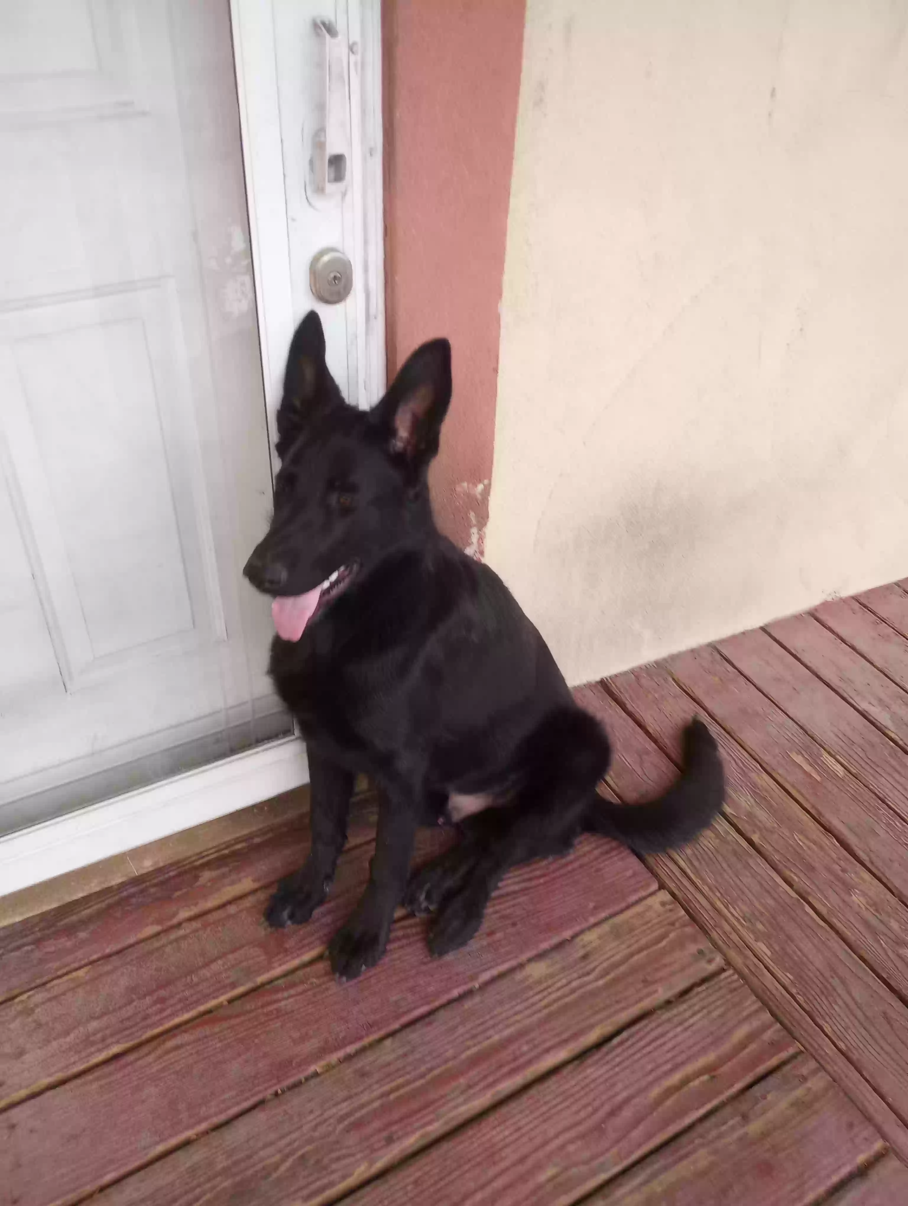 adoptable Dog in Denver,CO named Ekko