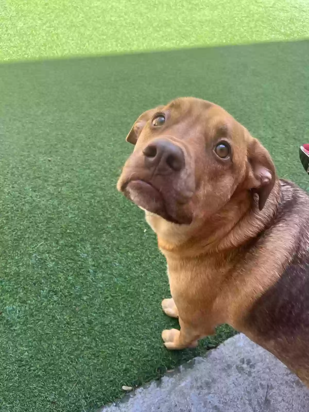 adoptable Dog in Buford,GA named Carley