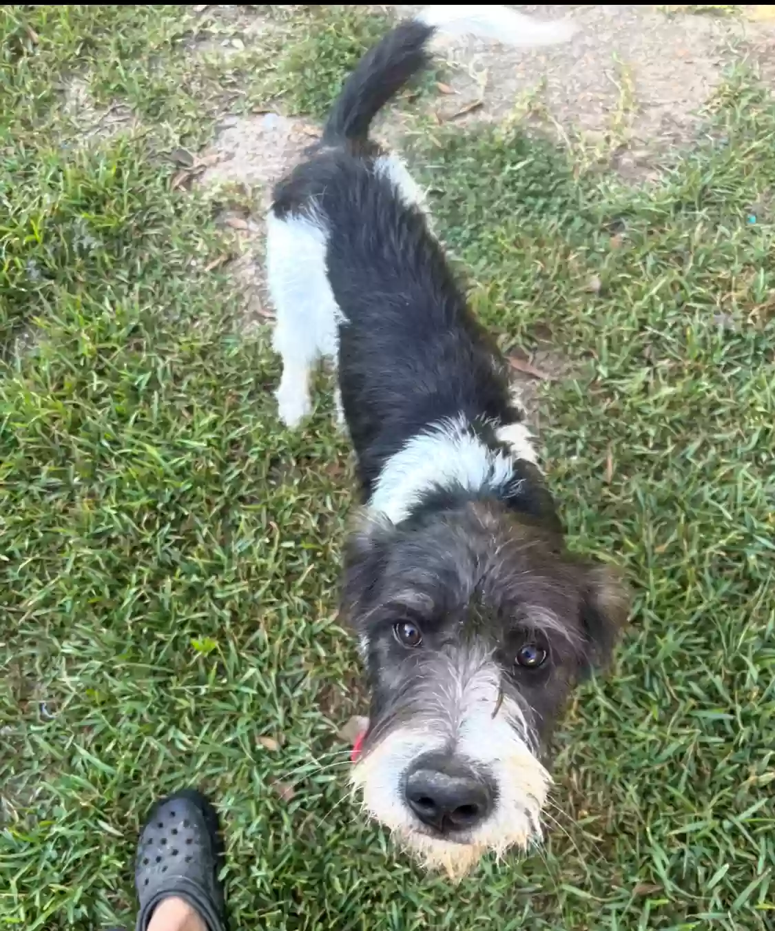 adoptable Dog in Brandon,MS named Rex