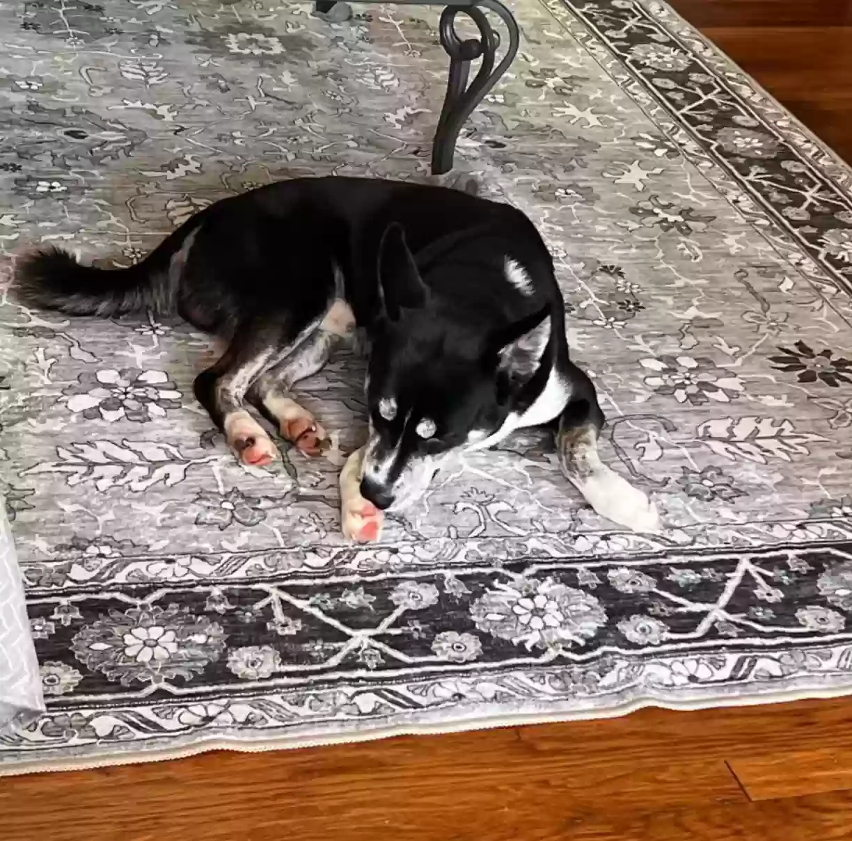 adoptable Dog in Decatur,GA named Bluey