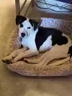 adoptable Dog in Lawrenceville,GA named ONYX