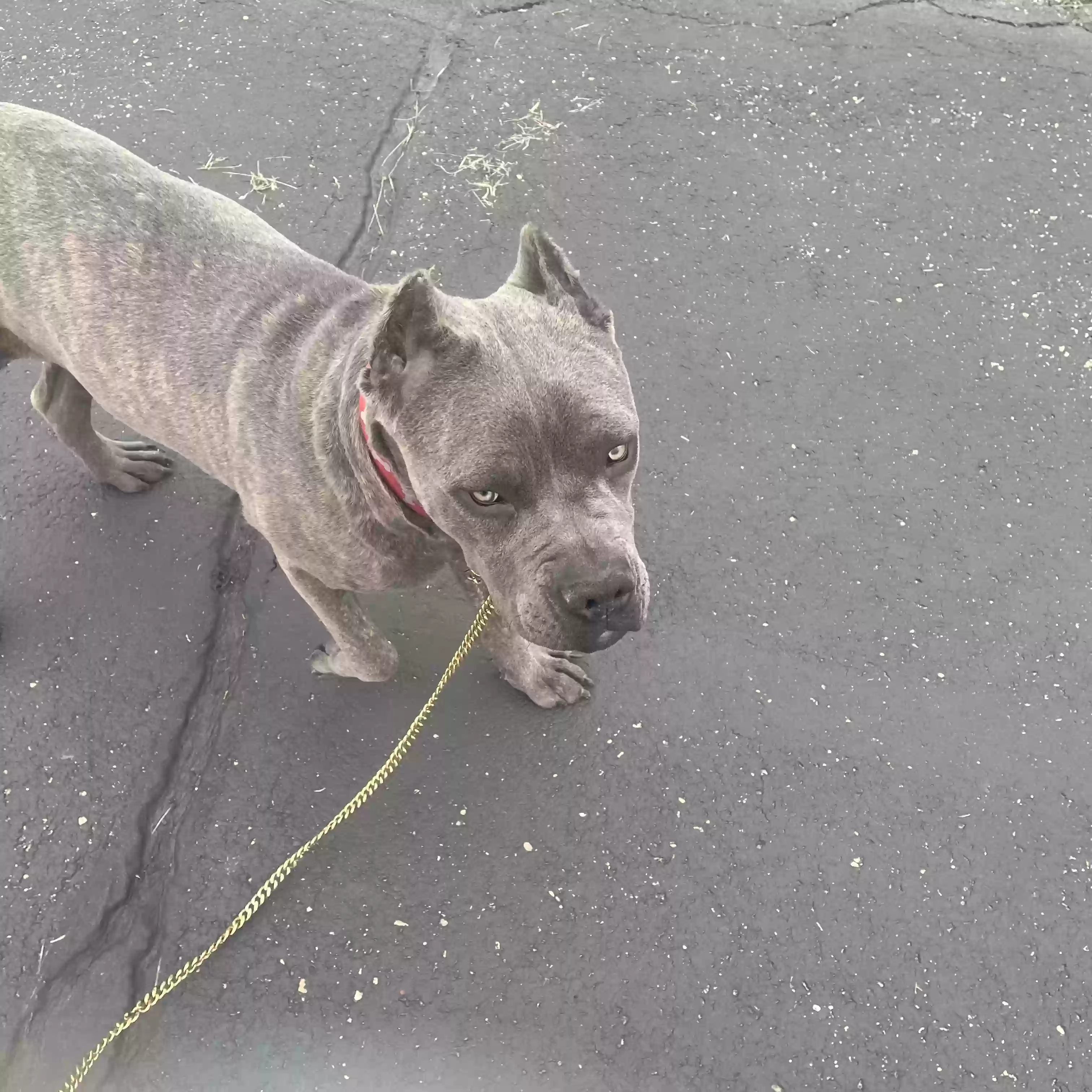 adoptable Dog in Plainfield,IL named PAC