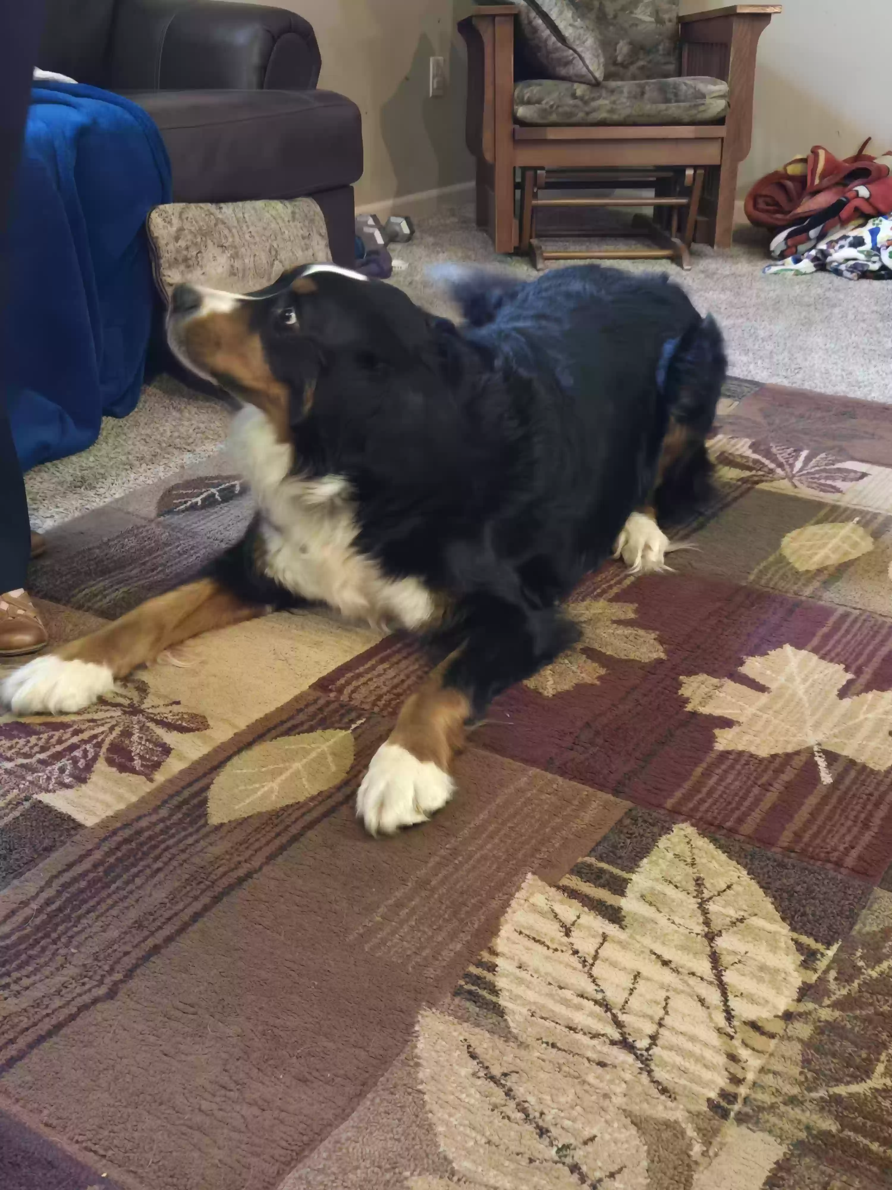 adoptable Dog in Louisburg,KS named Murphy