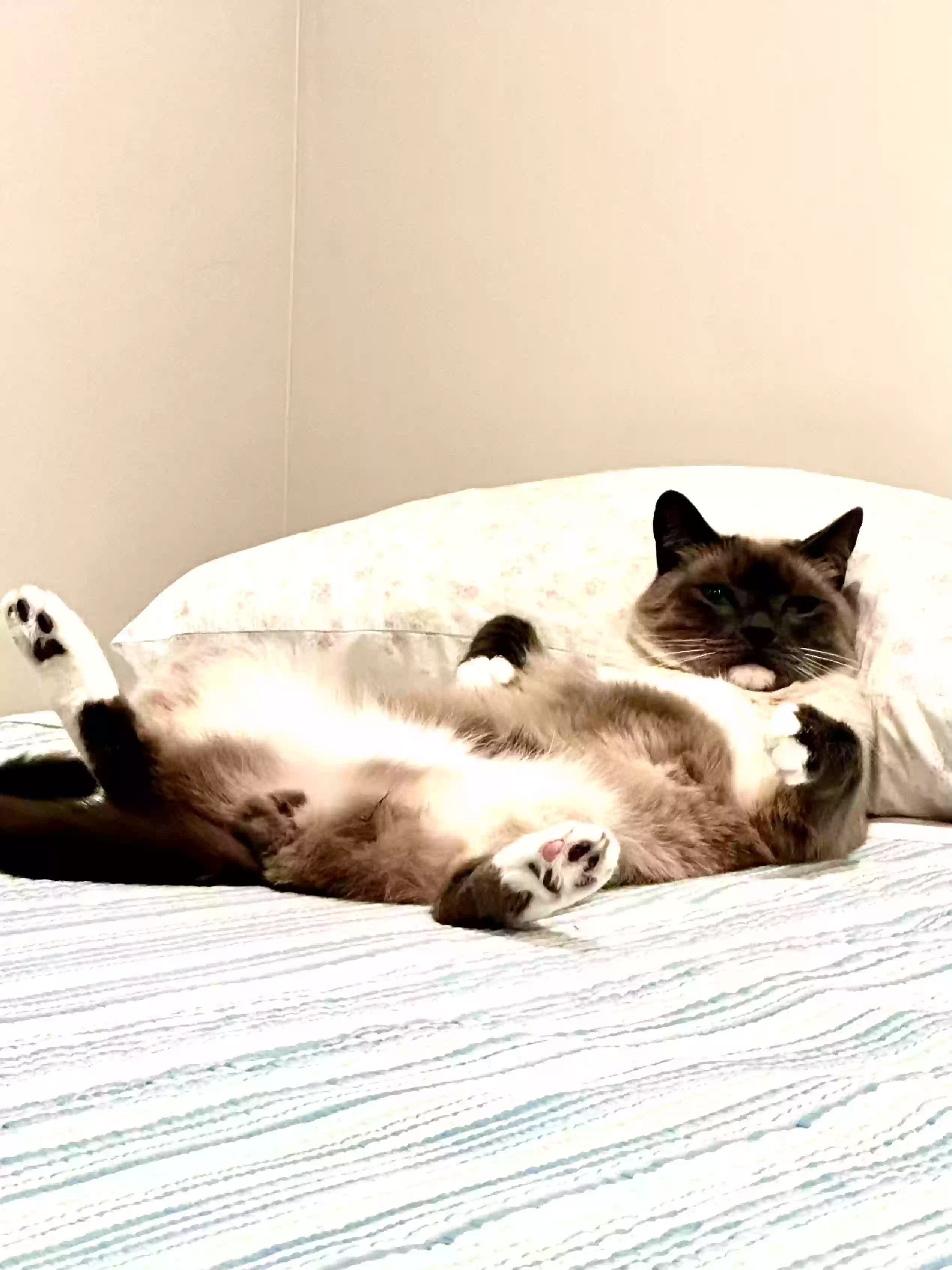 adoptable Cat in Lyman,WY named Jinxy