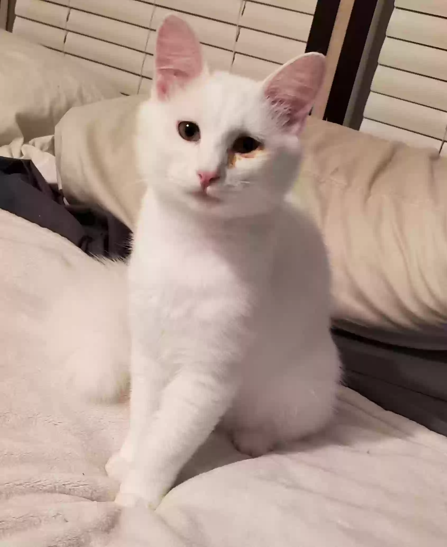 adoptable Cat in Moulton,AL named Hughie