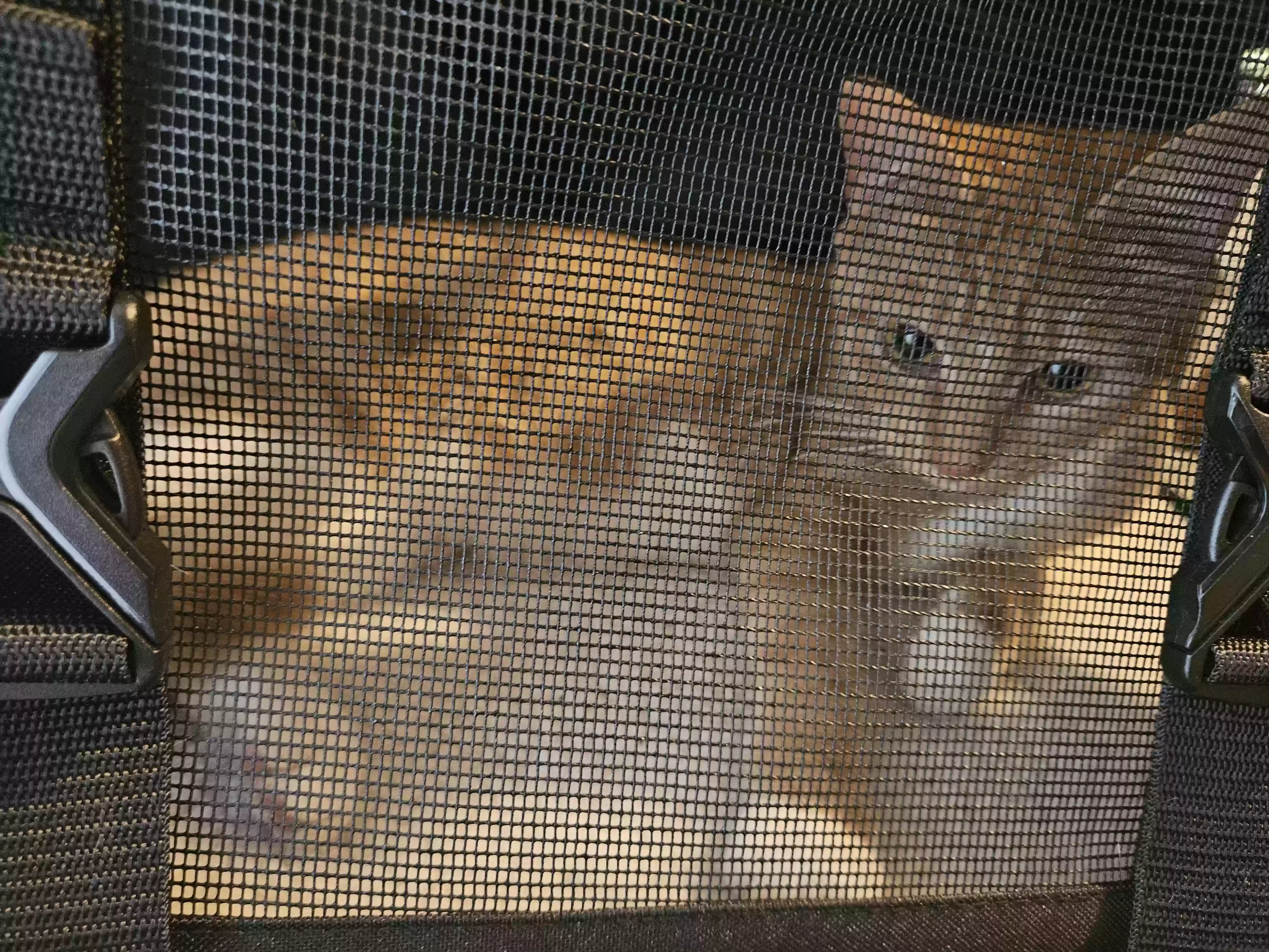 adoptable Cat in Taylorsville,NC named Juniper