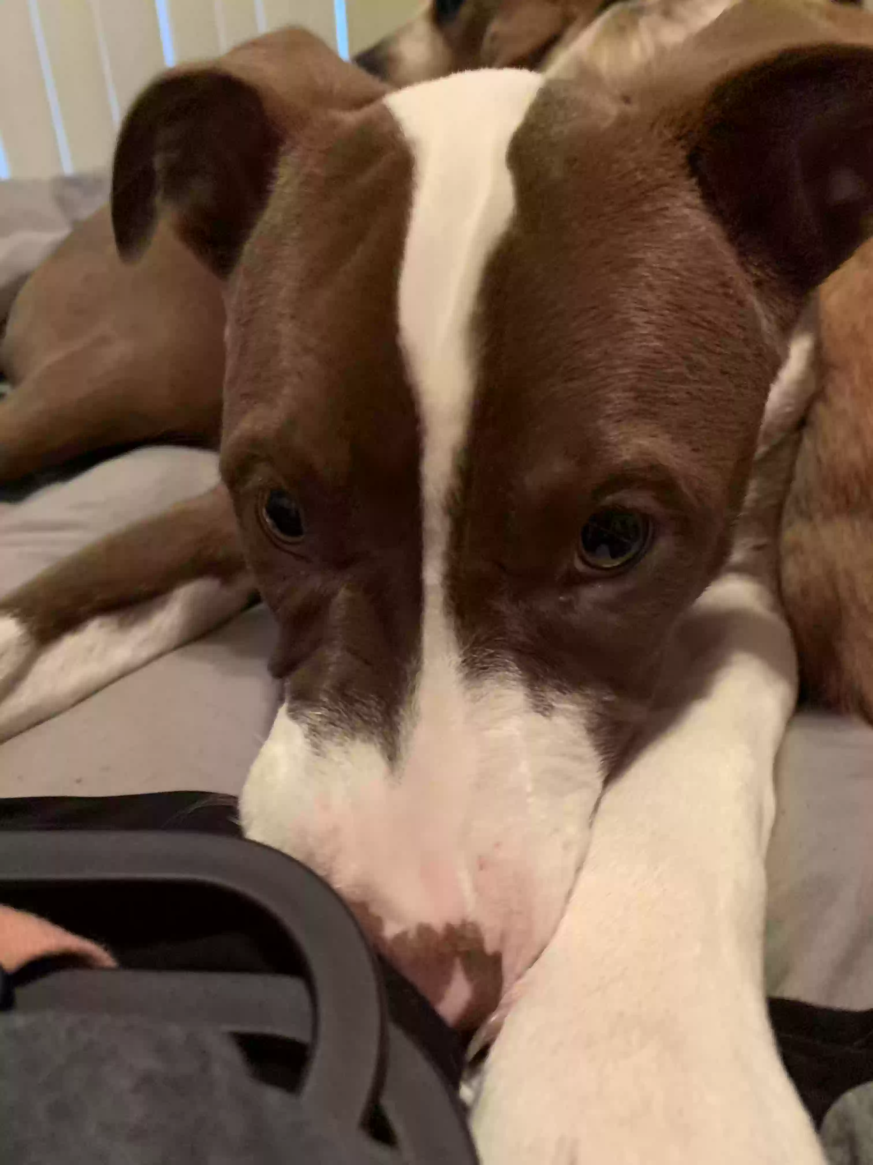 adoptable Dog in Leander,TX named Pawly