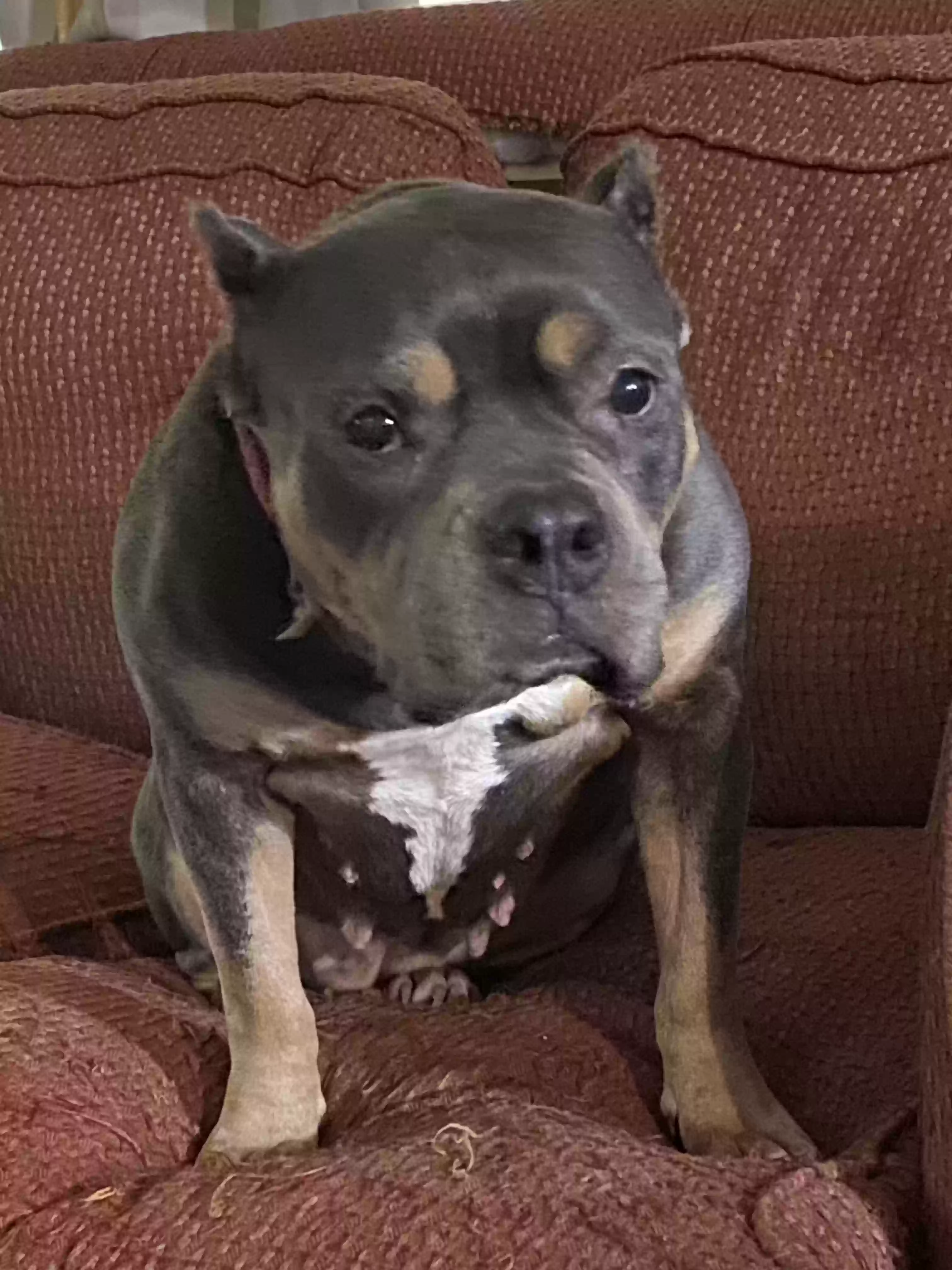 adoptable Dog in Vicksburg,MS named Millie Rose