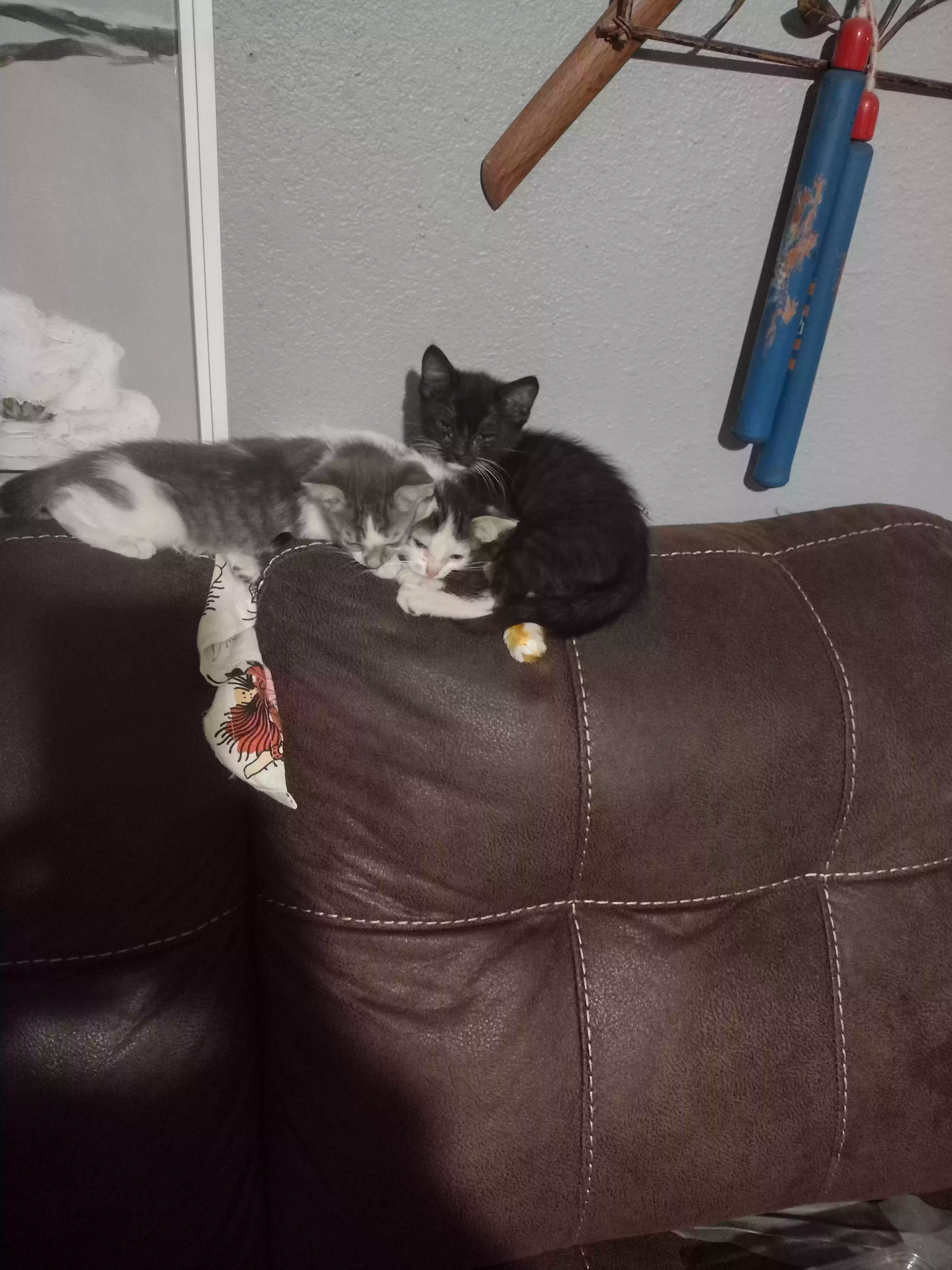 adoptable Cat in Phoenix,AZ named N/A