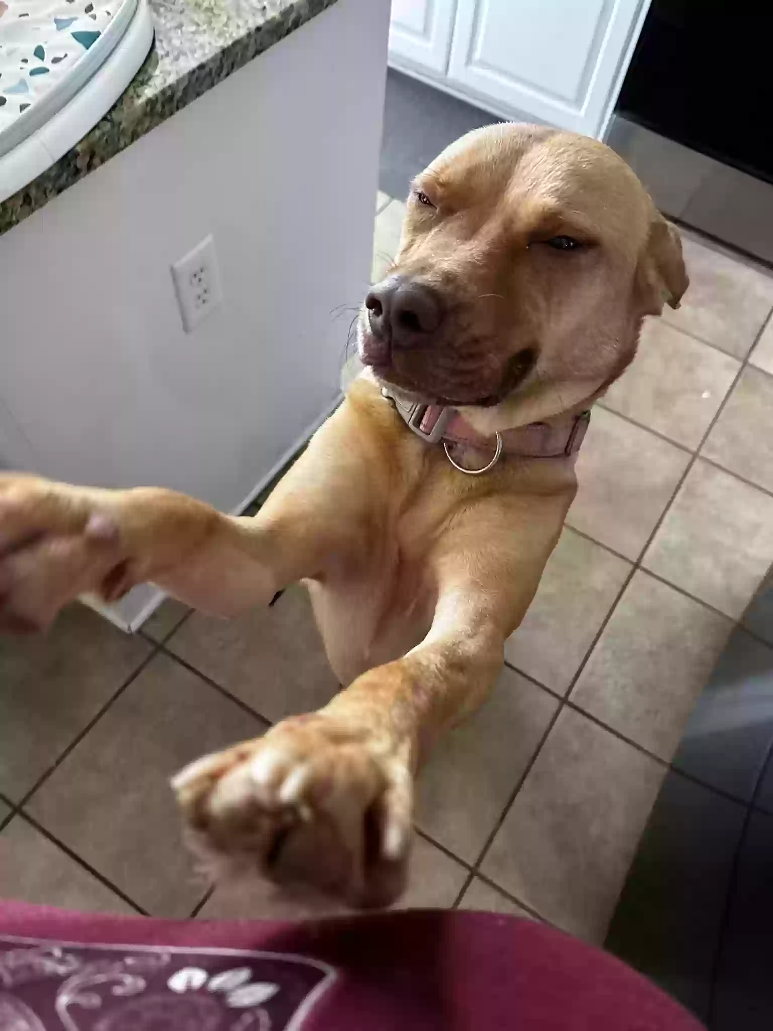 adoptable Dog in West Point,NY named Aggie