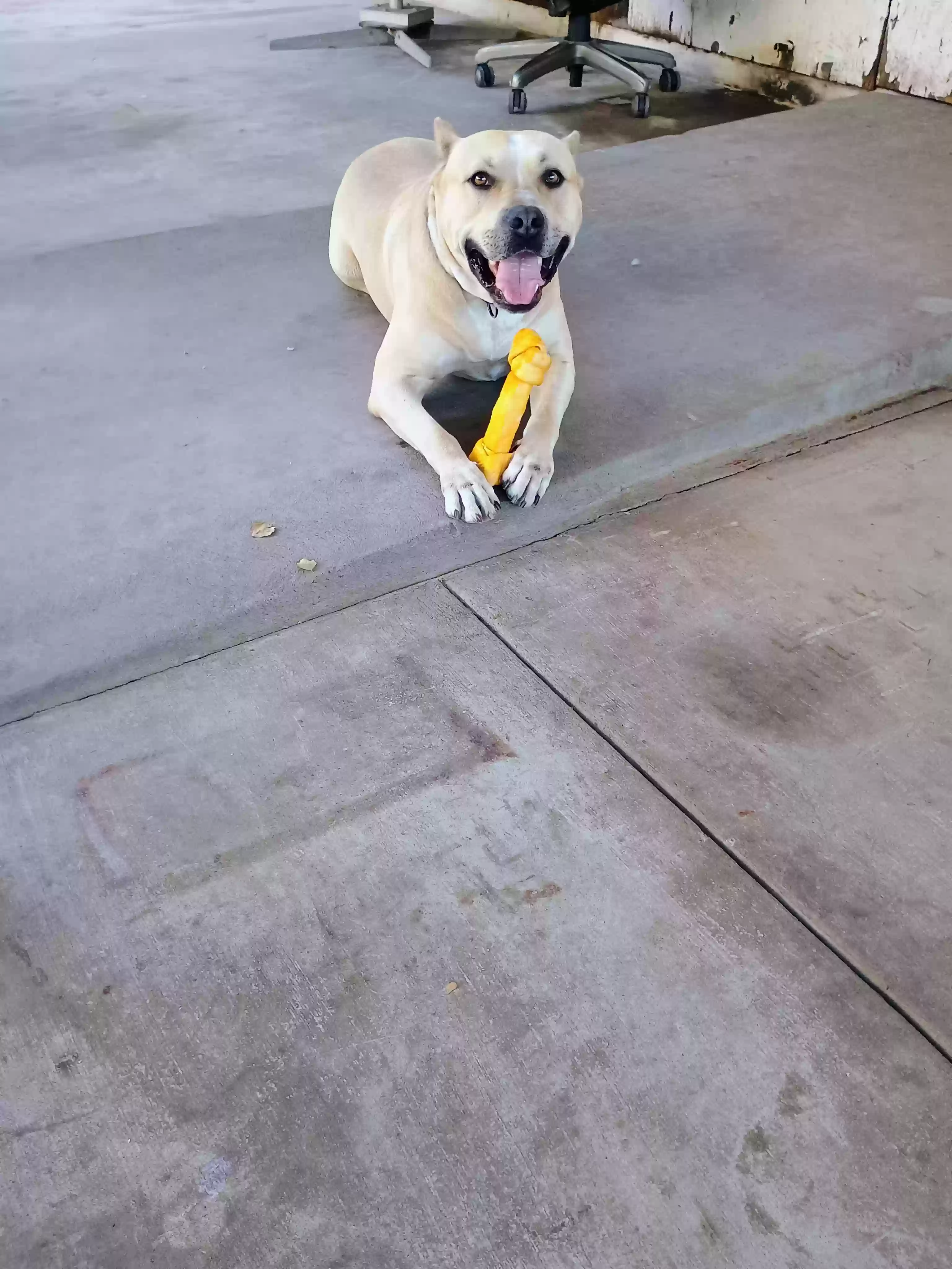 adoptable Dog in Mesa,AZ named Leo