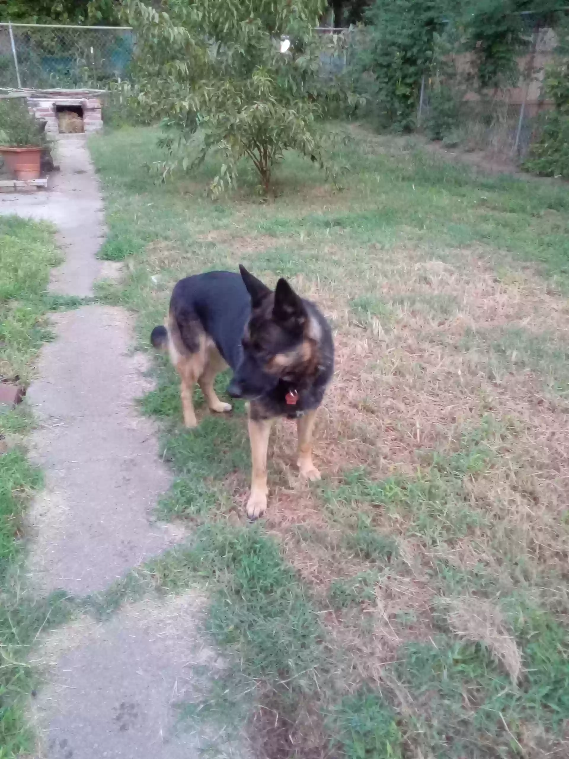 adoptable Dog in Wichita,KS named Loba
