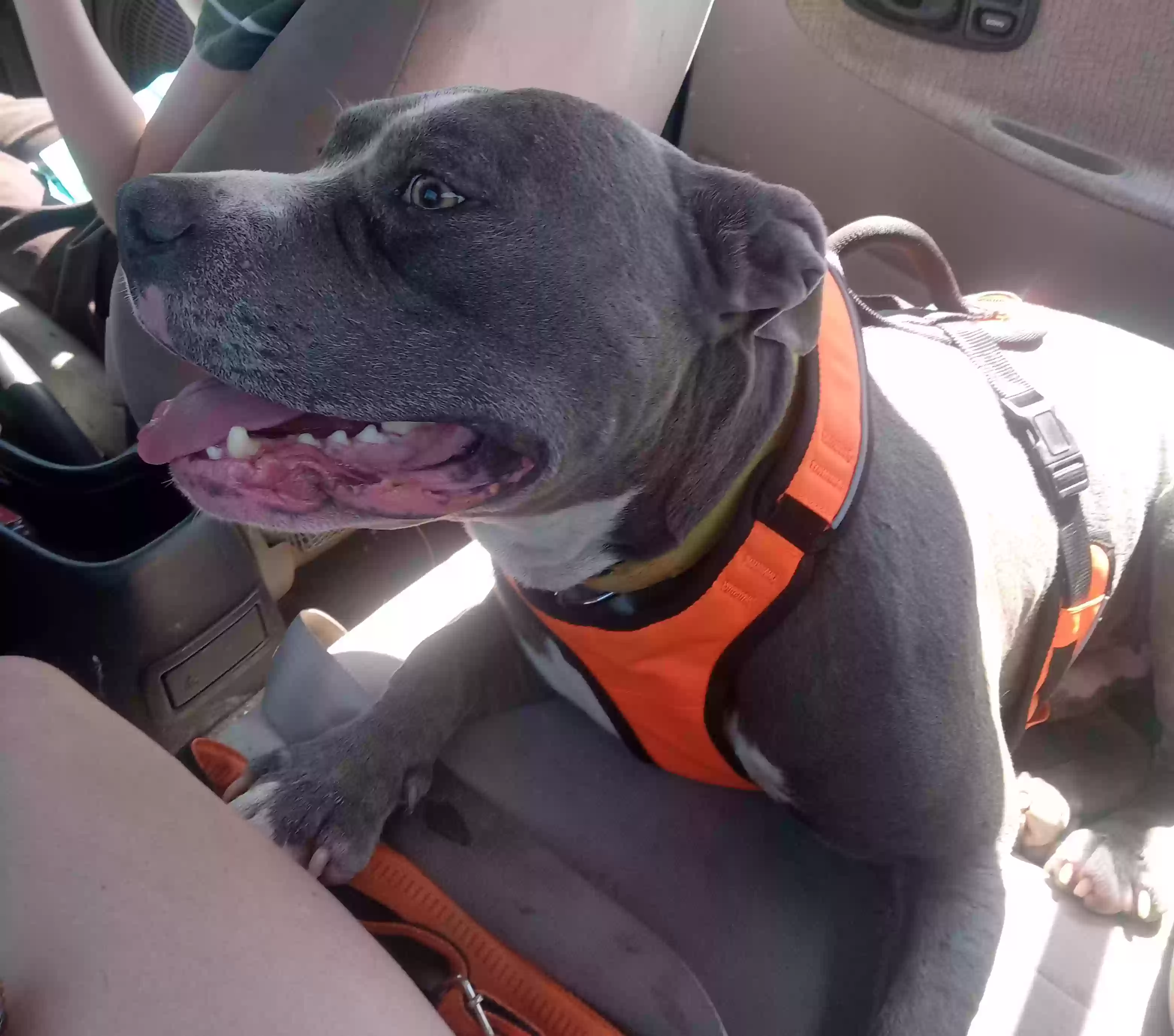 adoptable Dog in Henderson,TN named Diesel Lee