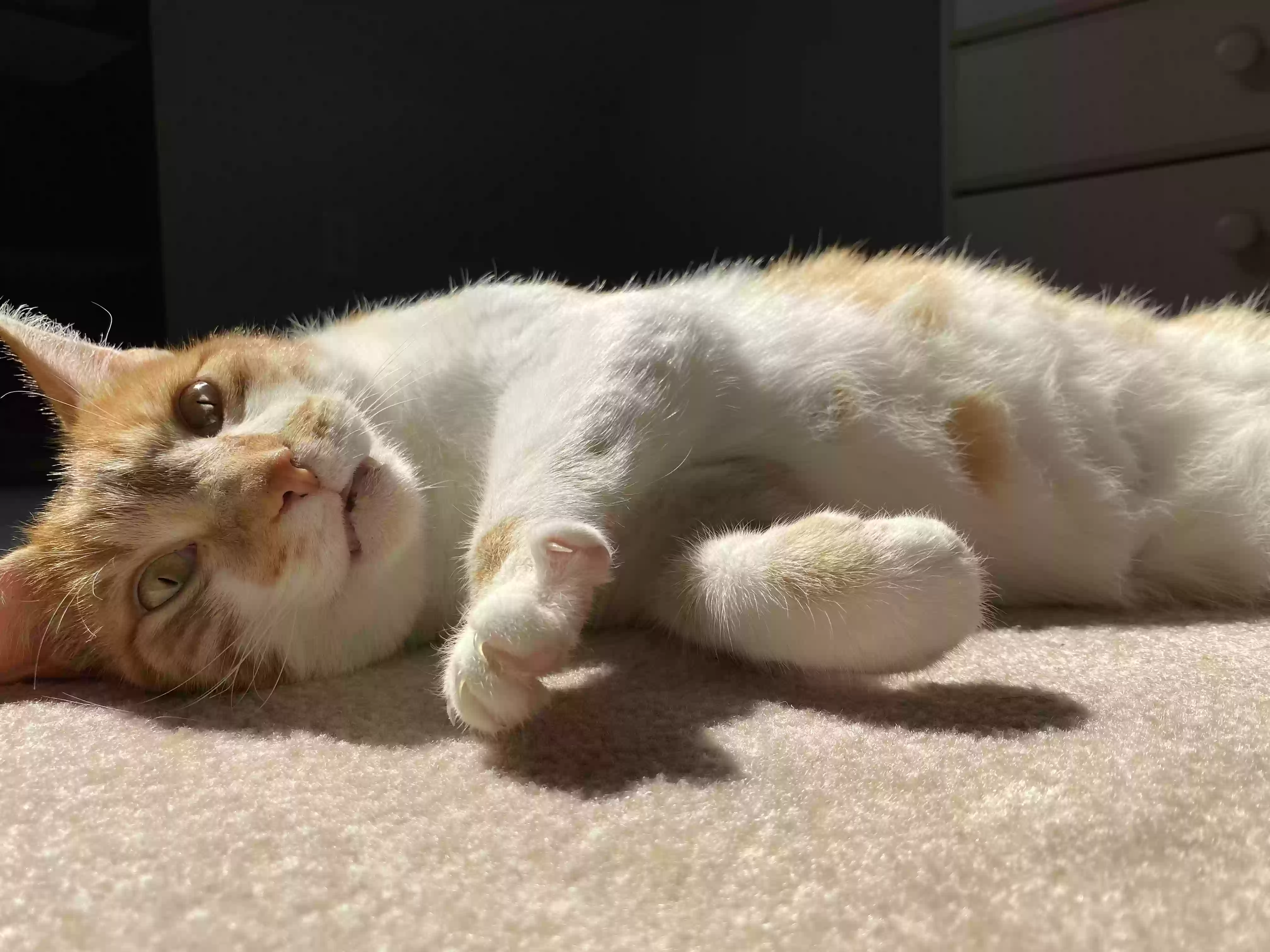 adoptable Cat in Harrisburg,NC named Sonny