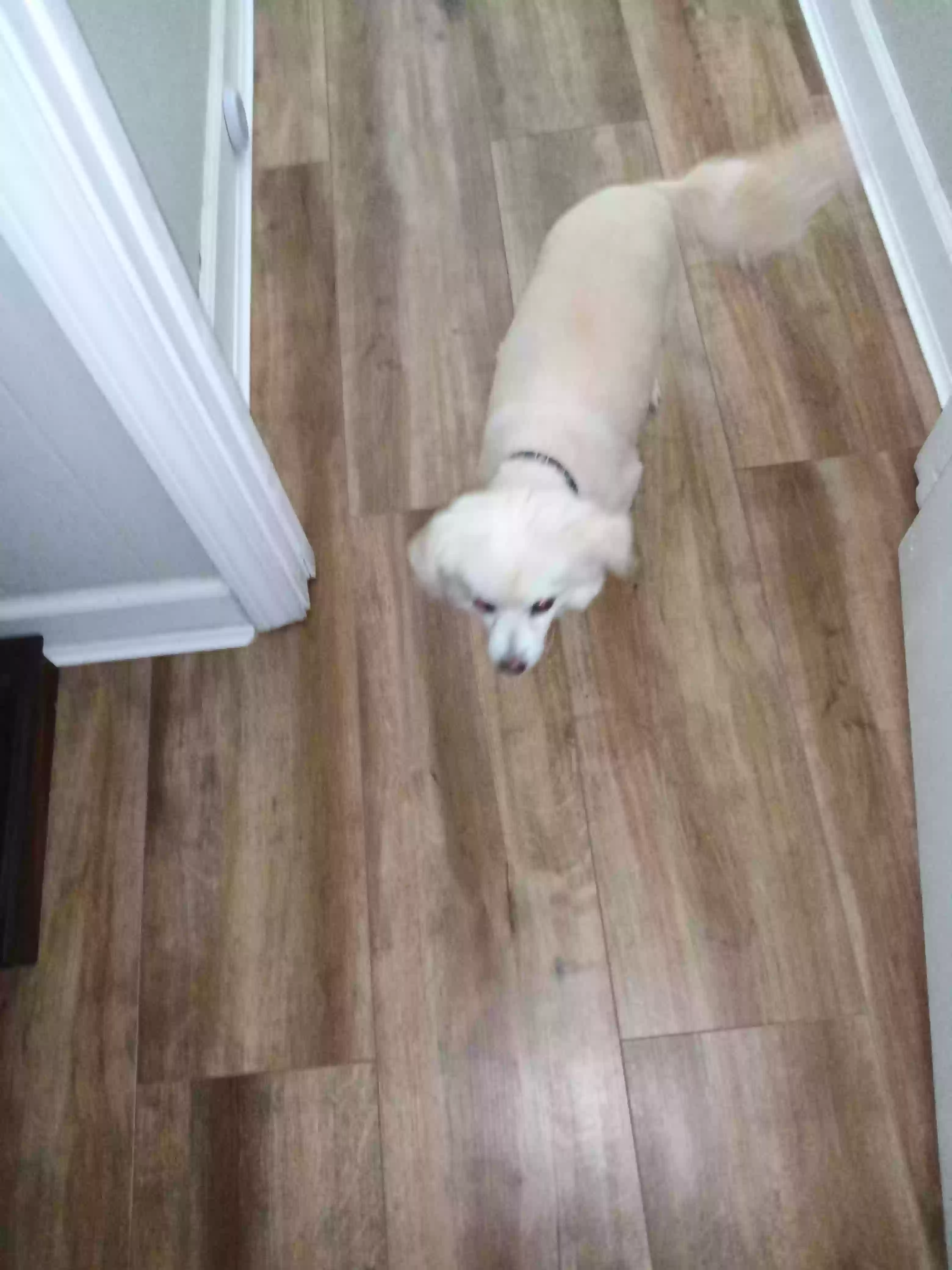 adoptable Dog in Sanford,NC named Yogi Bear