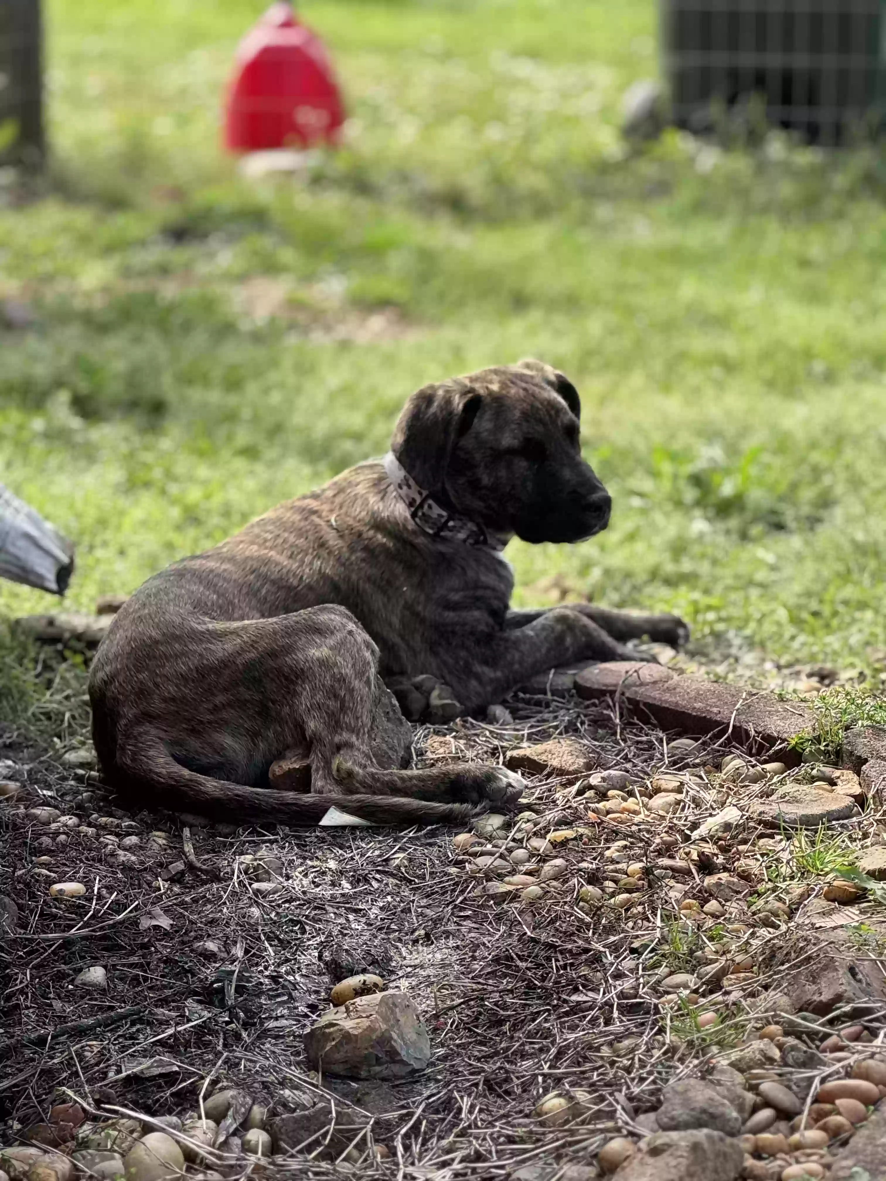 adoptable Dog in Huntsville,AL named Spike