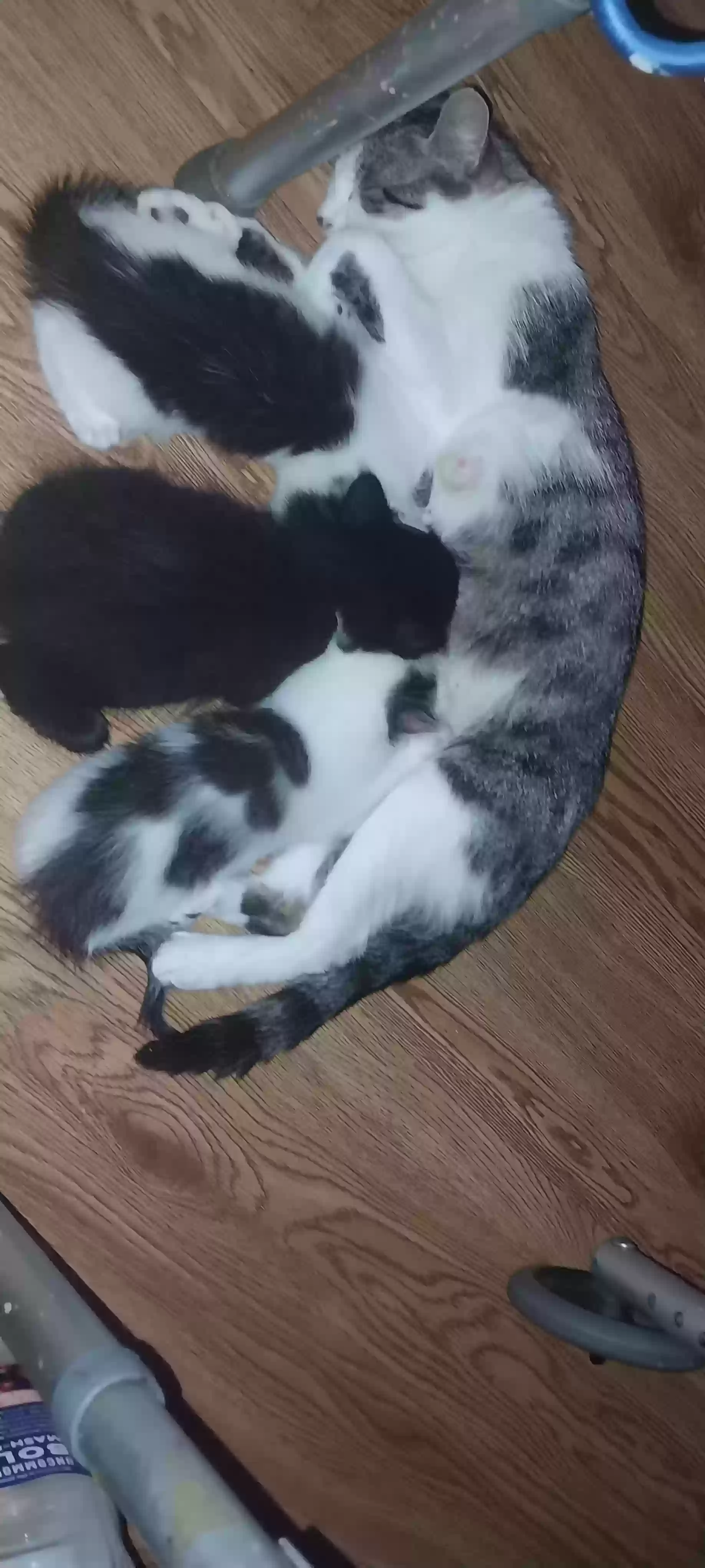 adoptable Cat in New Bern,NC named