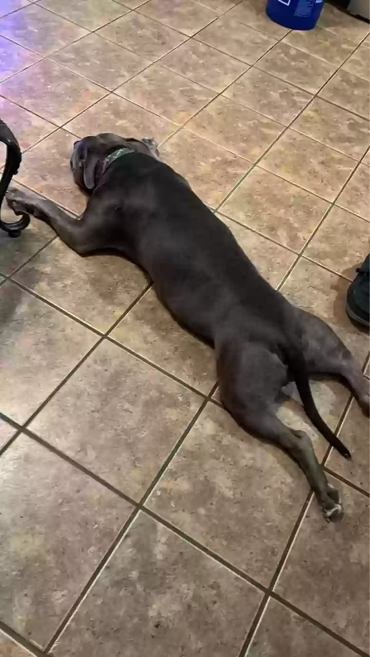 adoptable Dog in Saltillo,MS named Gator