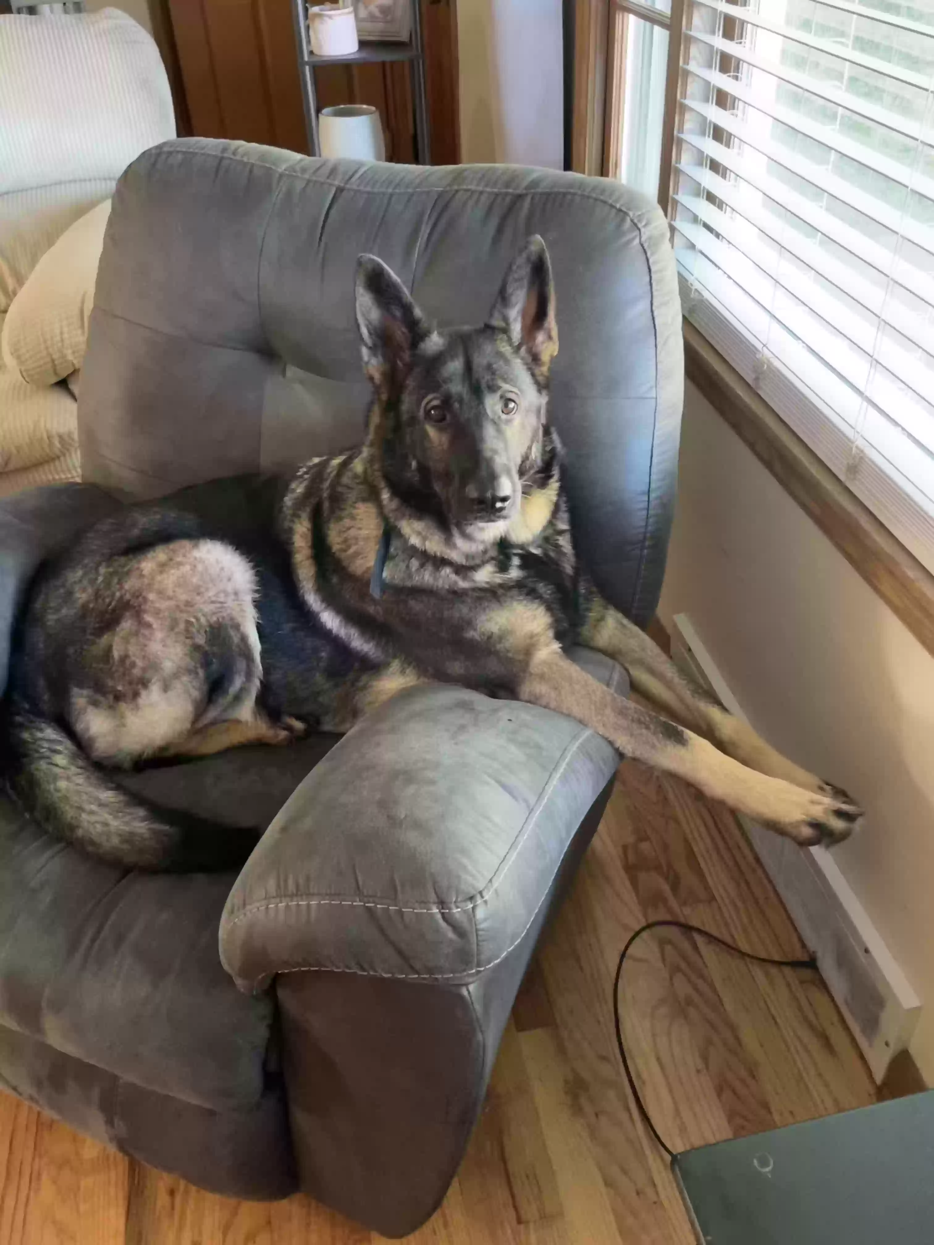 adoptable Dog in Champaign,IL named Rizzo