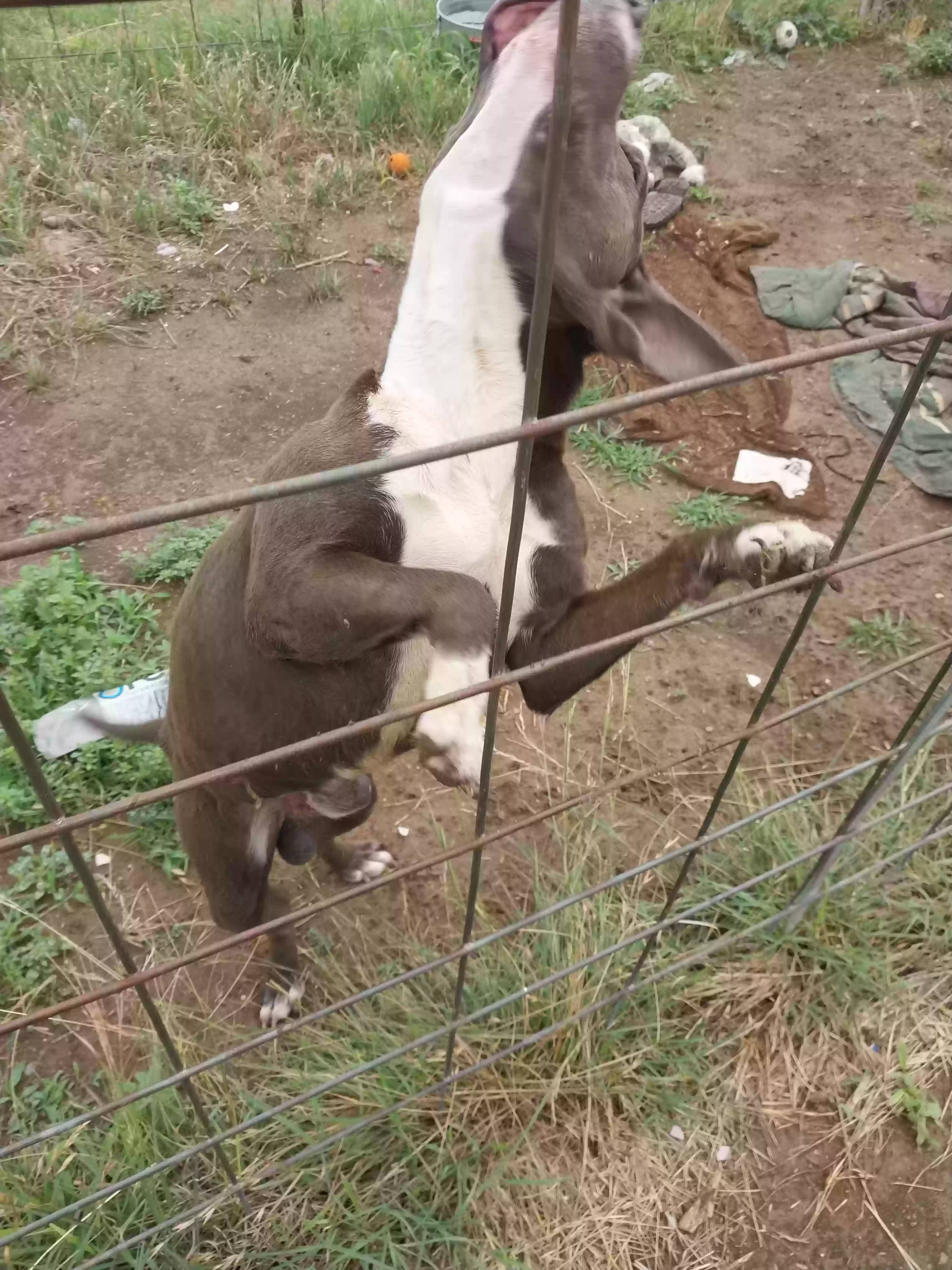 adoptable Dog in Pipe Creek,TX named Artemis