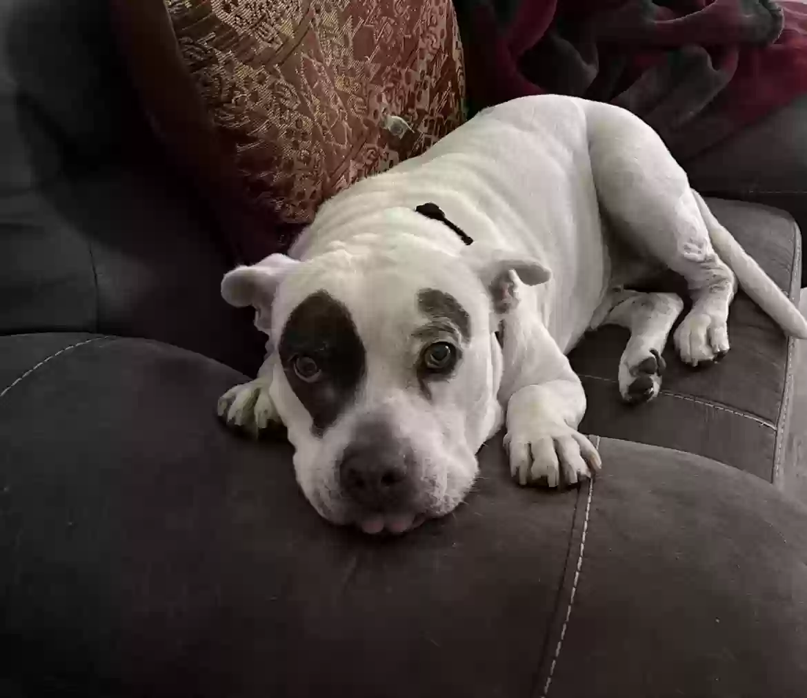 adoptable Dog in Aubrey,TX named 