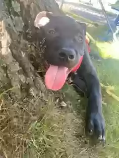 adoptable Dog in Hartford,CT named Massive