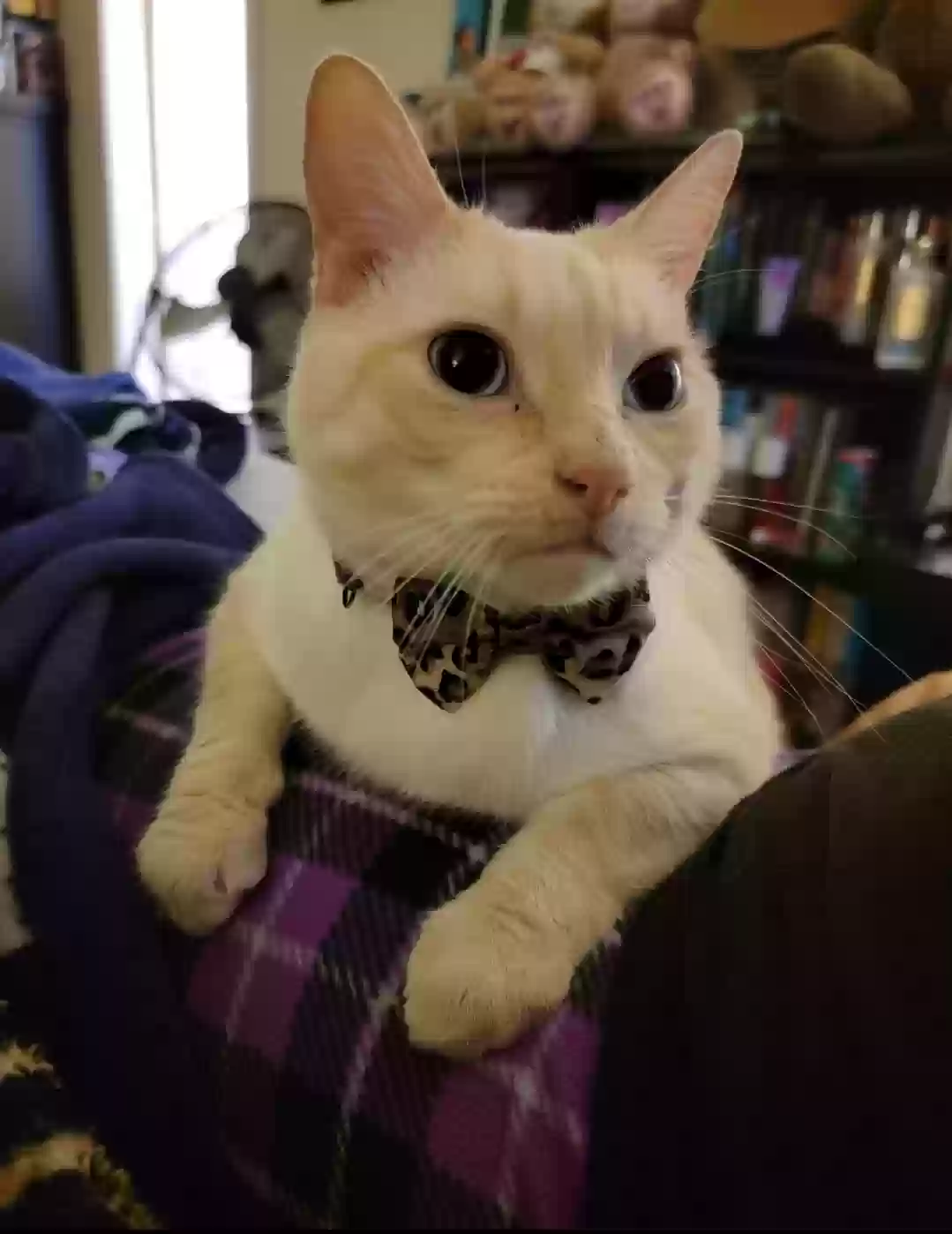 adoptable Cat in Centerton,AR named Bowie