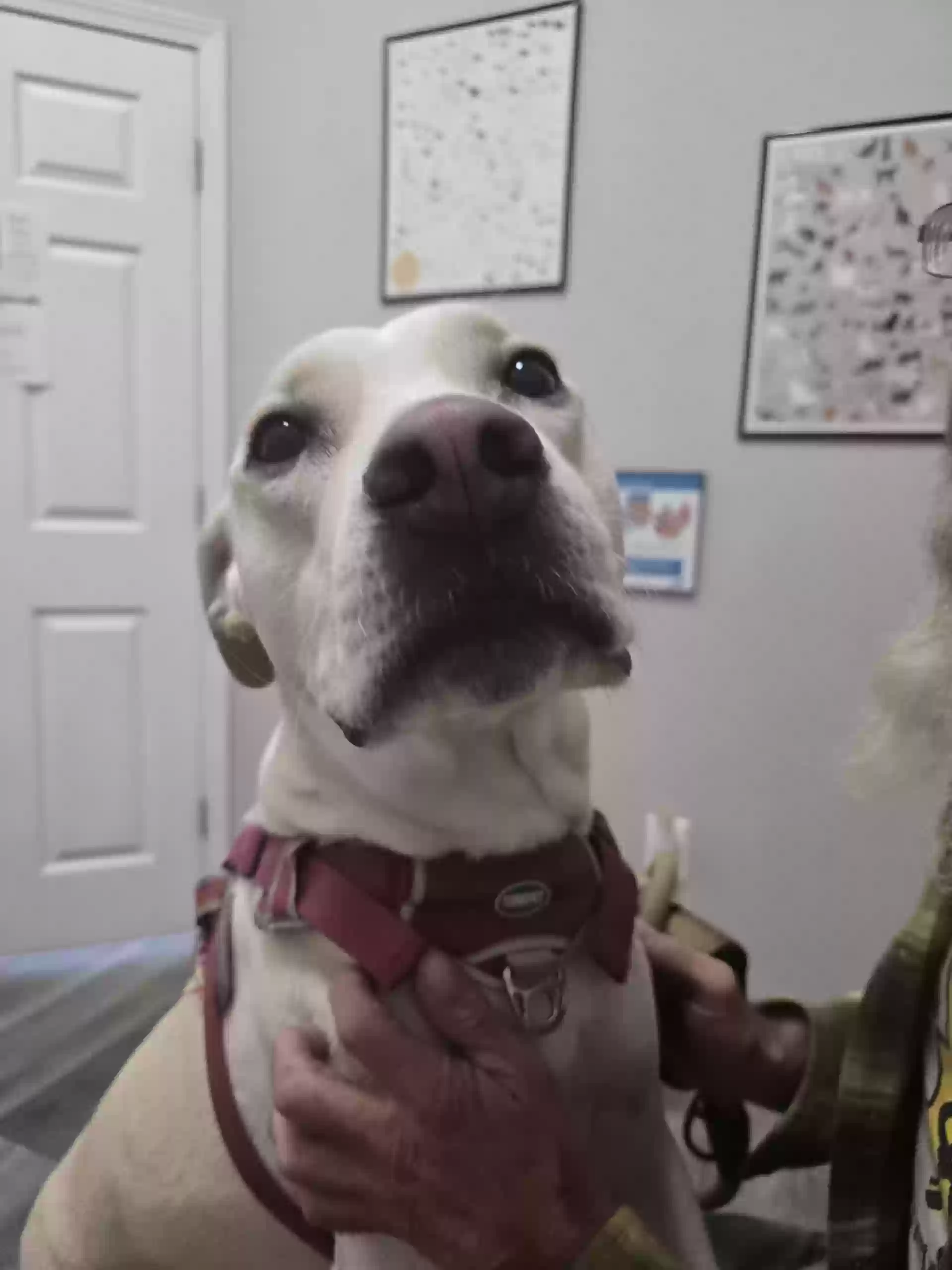 adoptable Dog in Cabot,AR named Bo