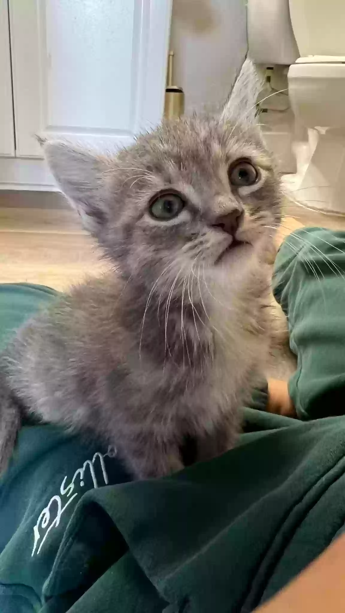 adoptable Cat in Moreno Valley,CA named