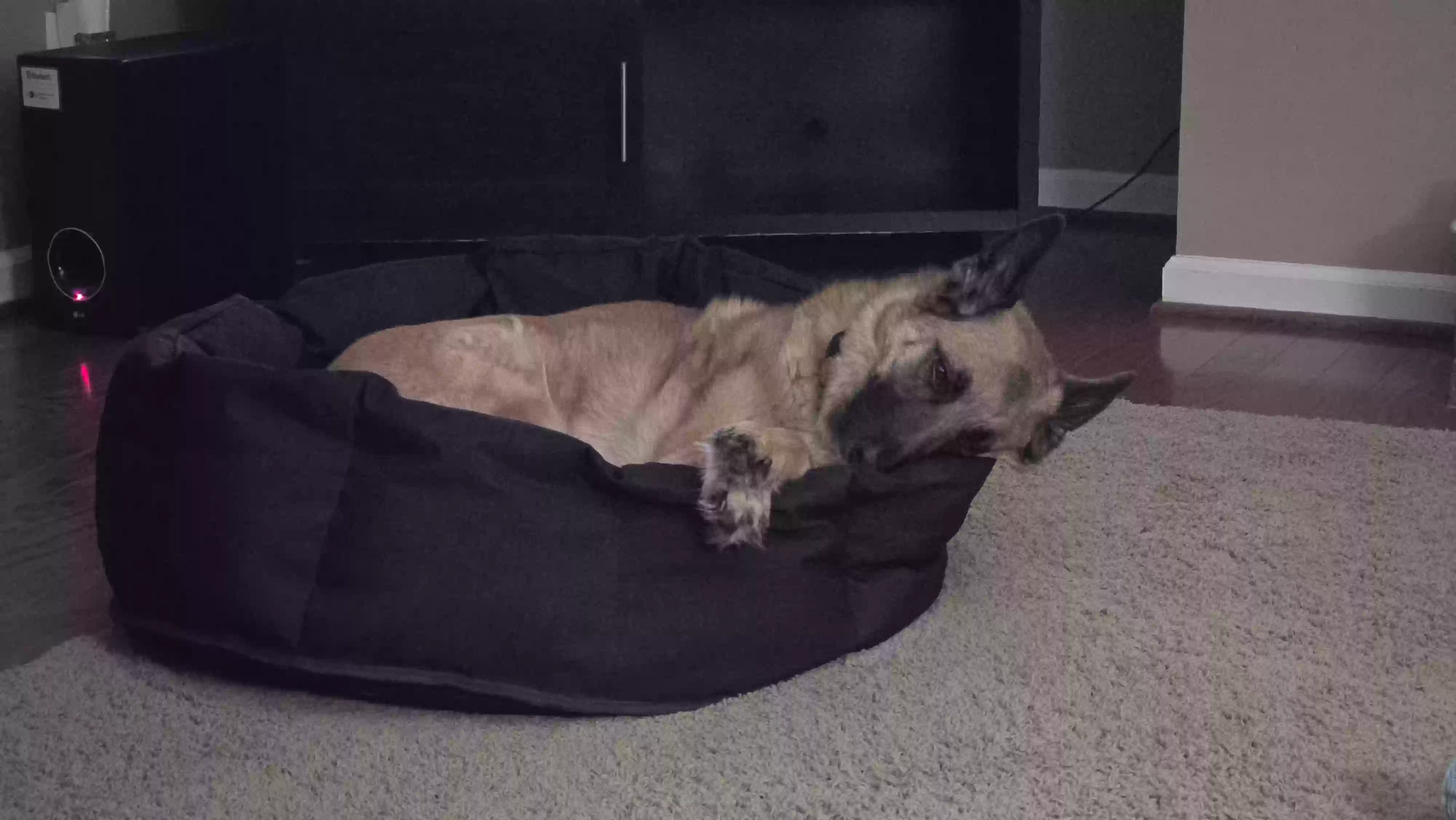adoptable Dog in Marietta,GA named Ana