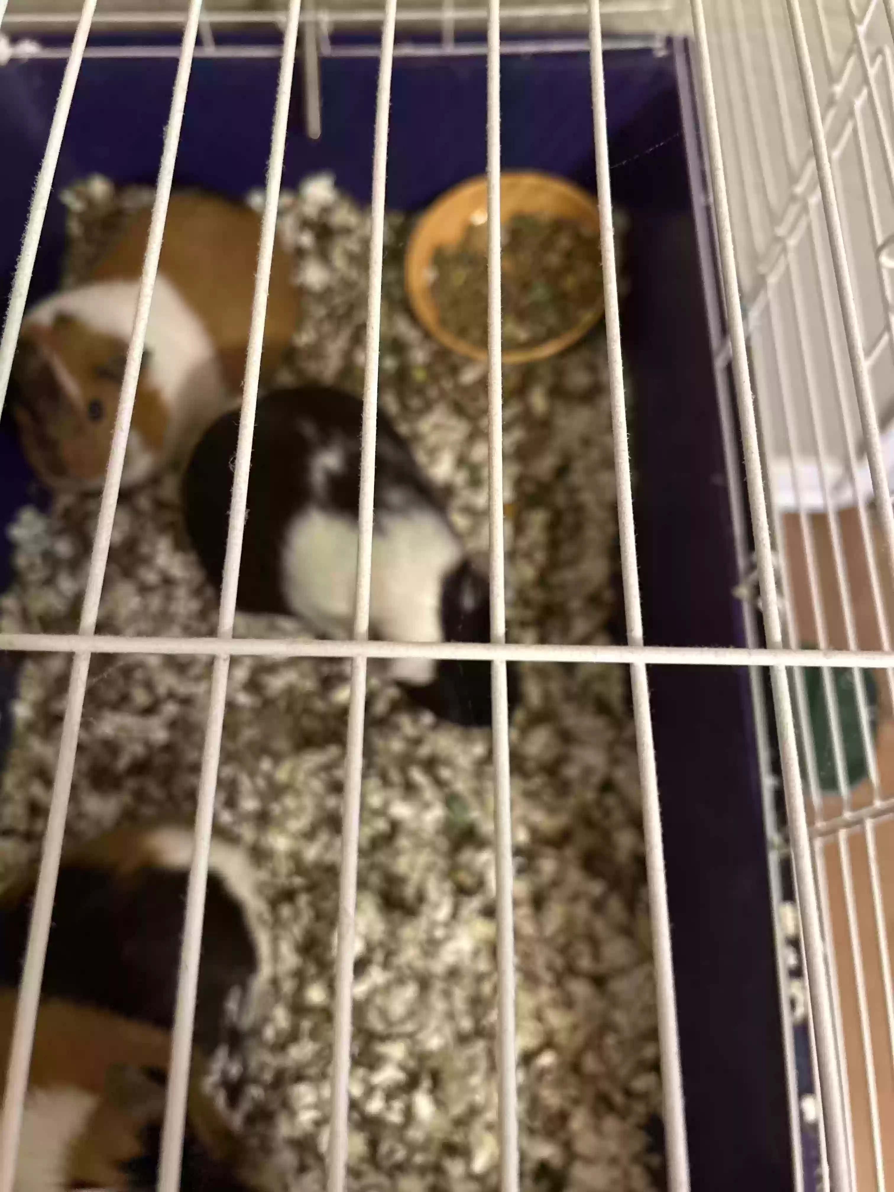 adoptable in Saint Cloud,FL named Oreo, Lilly,and Bella