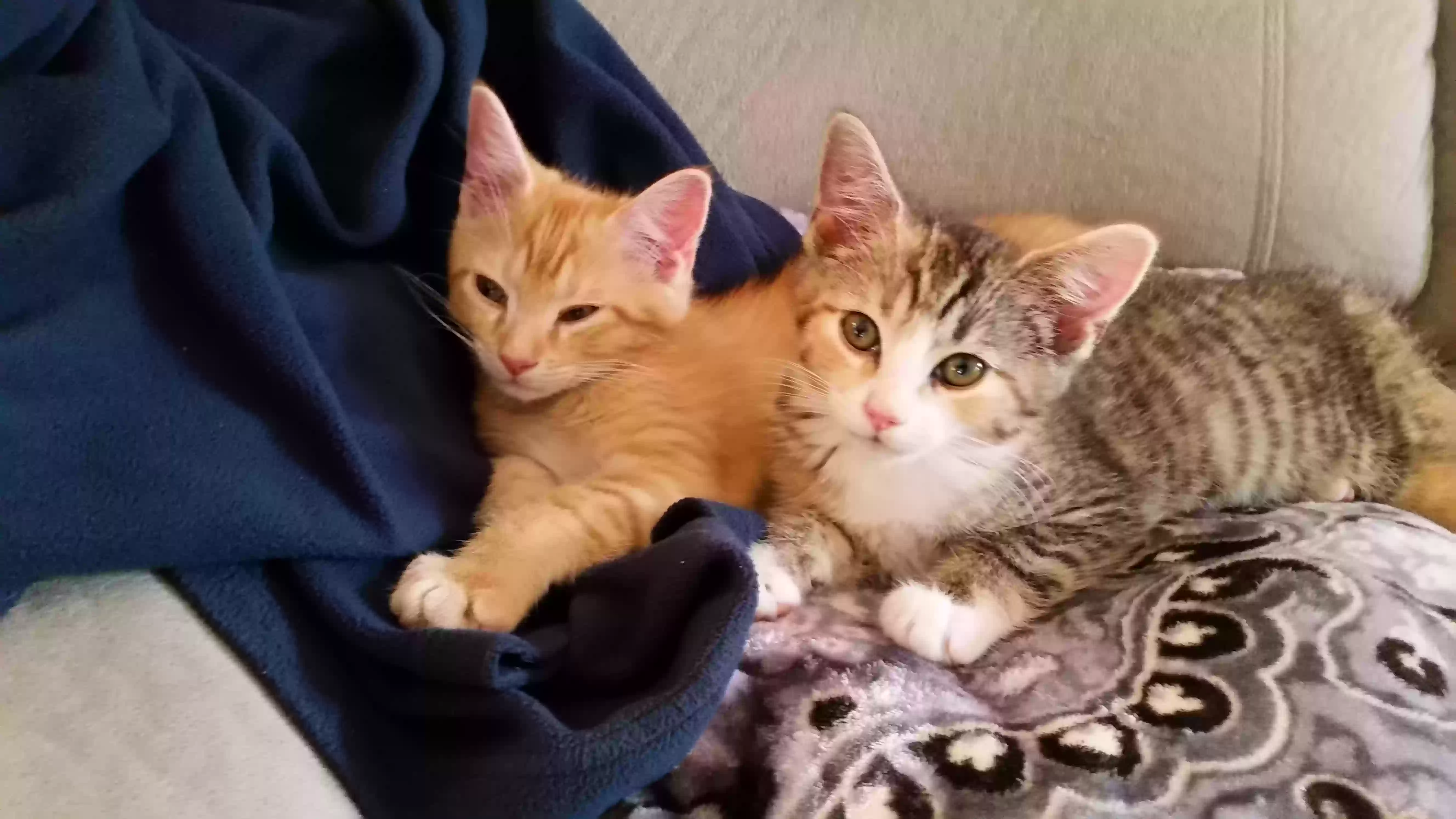 adoptable Cat in Zebulon,NC named Rocky