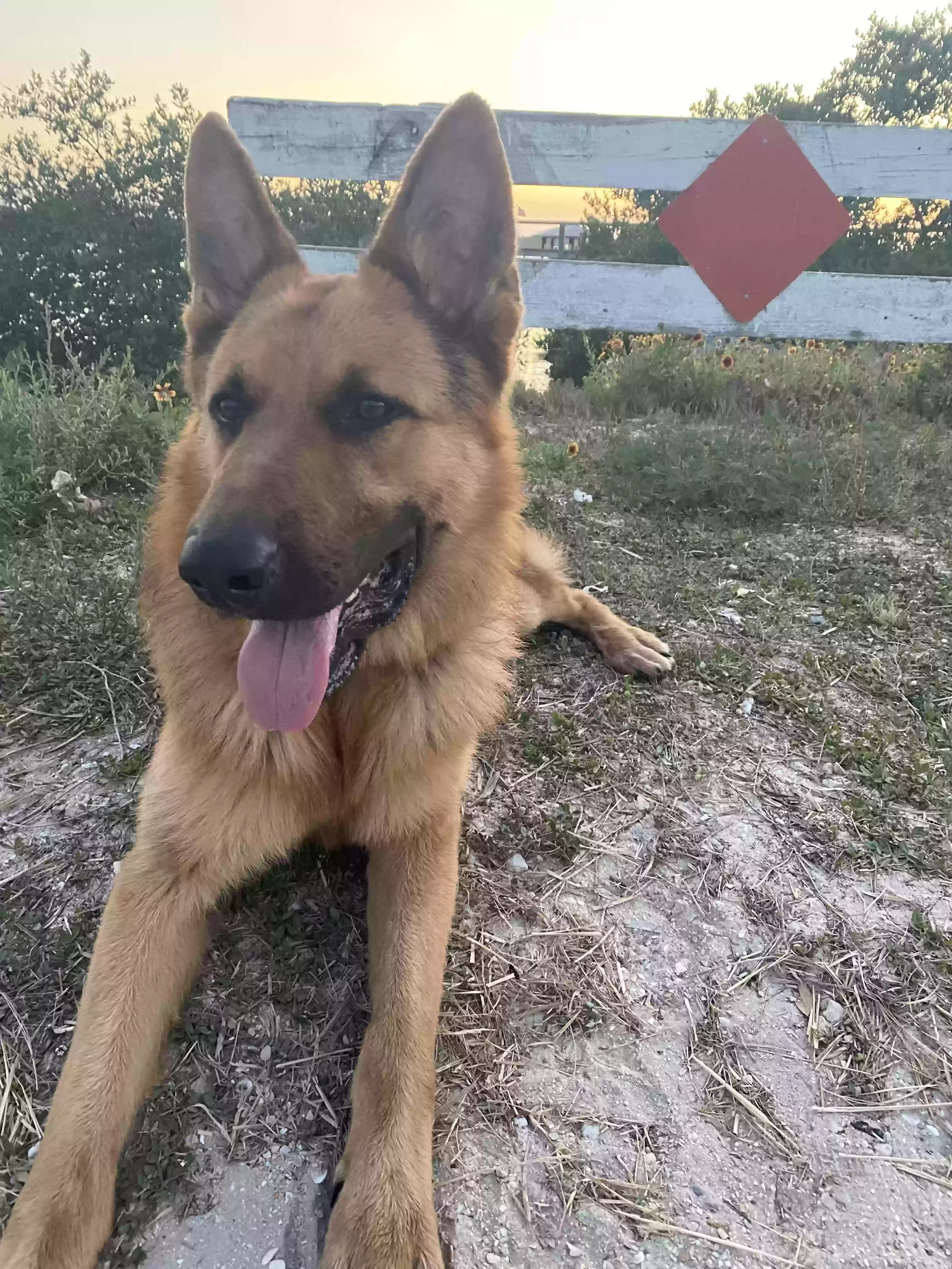 adoptable Dog in Saint Augustine,FL named