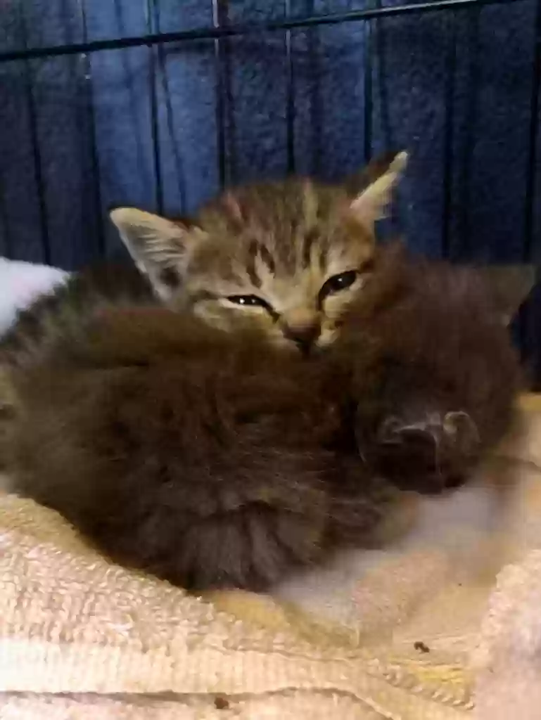 adoptable Cat in Meansville,GA named Juniper