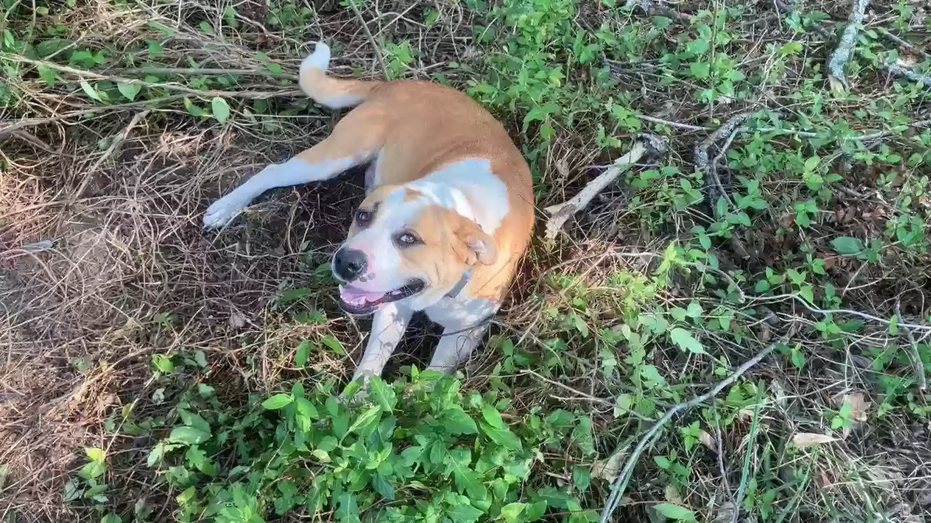 adoptable Dog in Hartford,AR named Lola