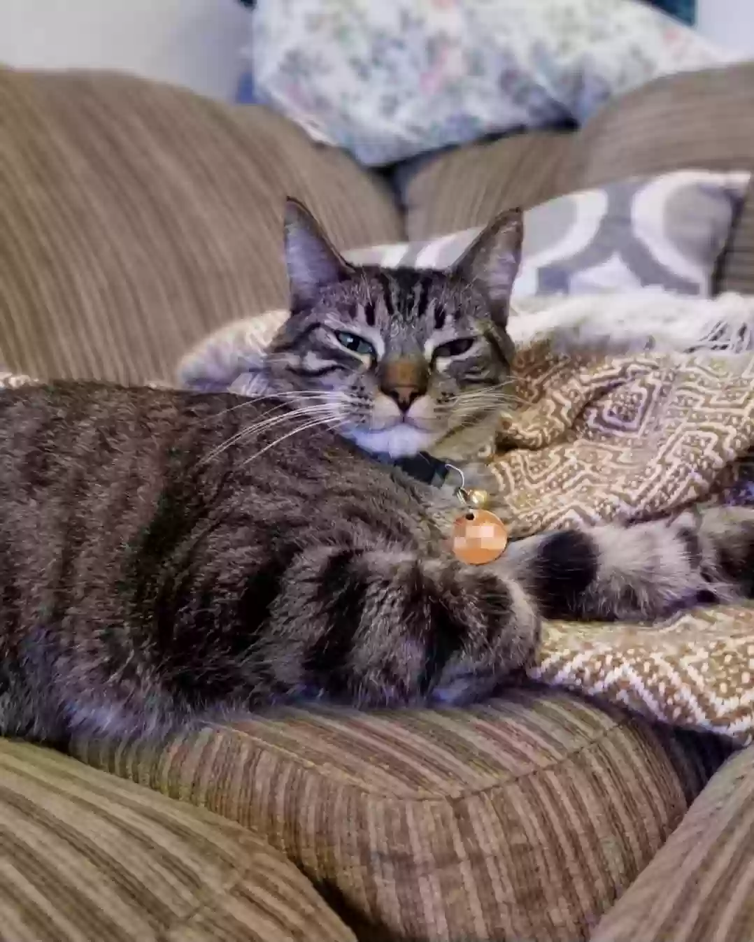 adoptable Cat in Aliso Viejo,CA named Carson