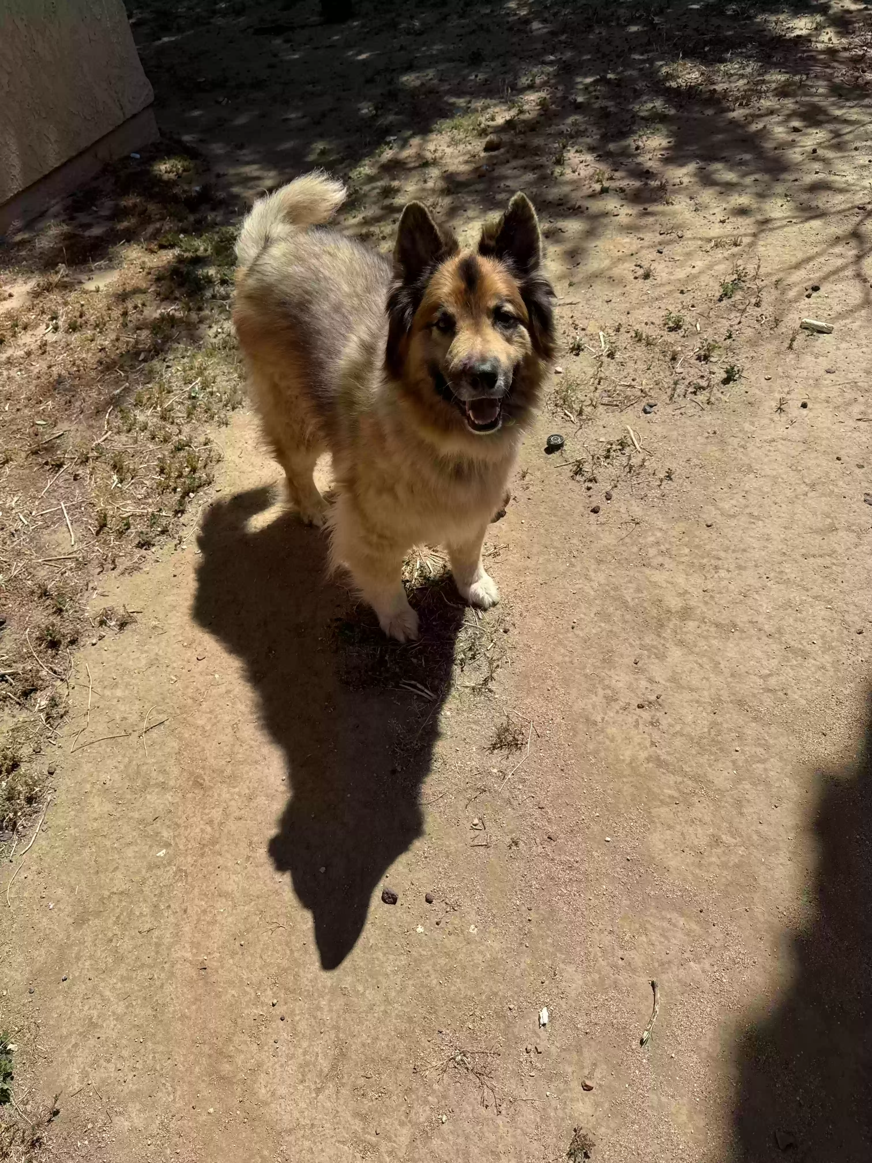 adoptable Dog in Lancaster,CA named Maverick