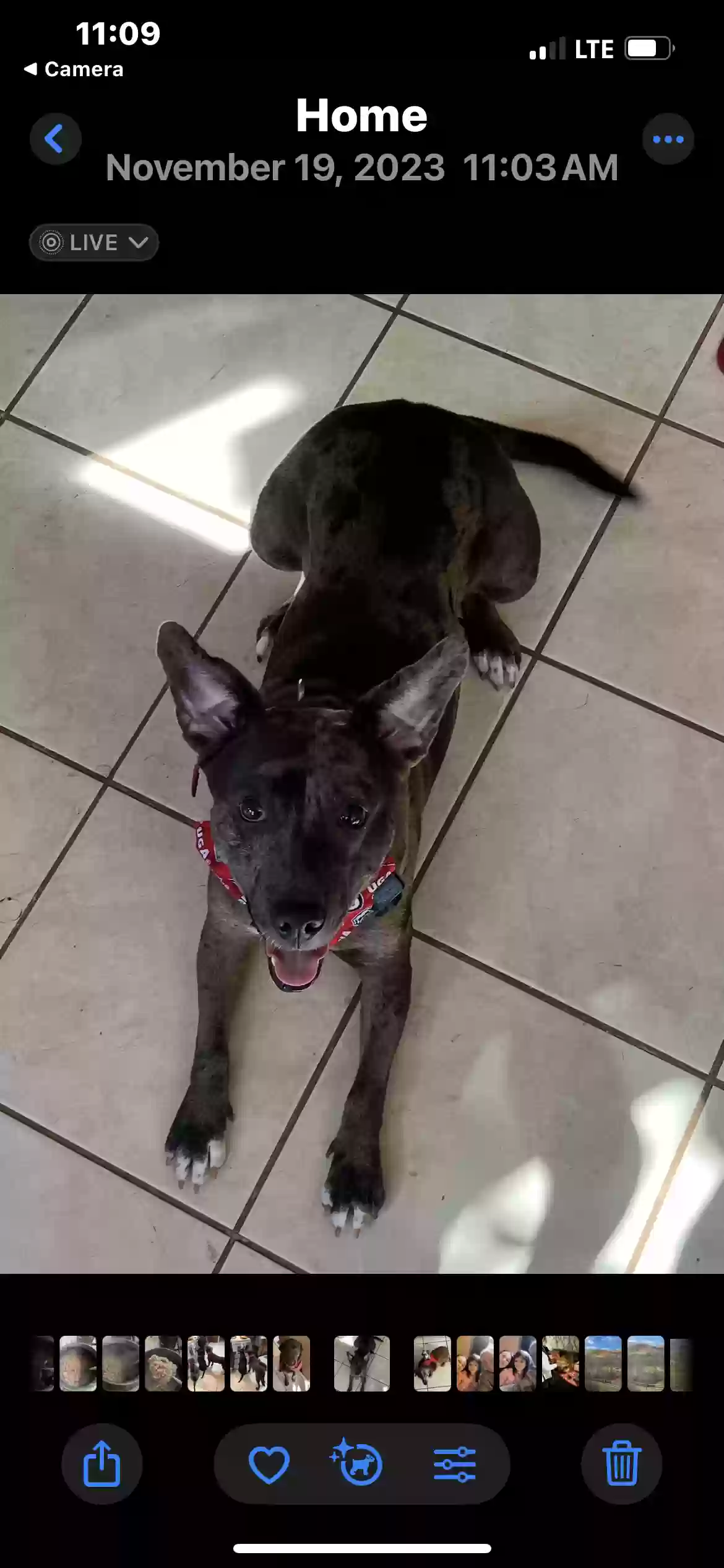 adoptable Dog in Monticello,GA named