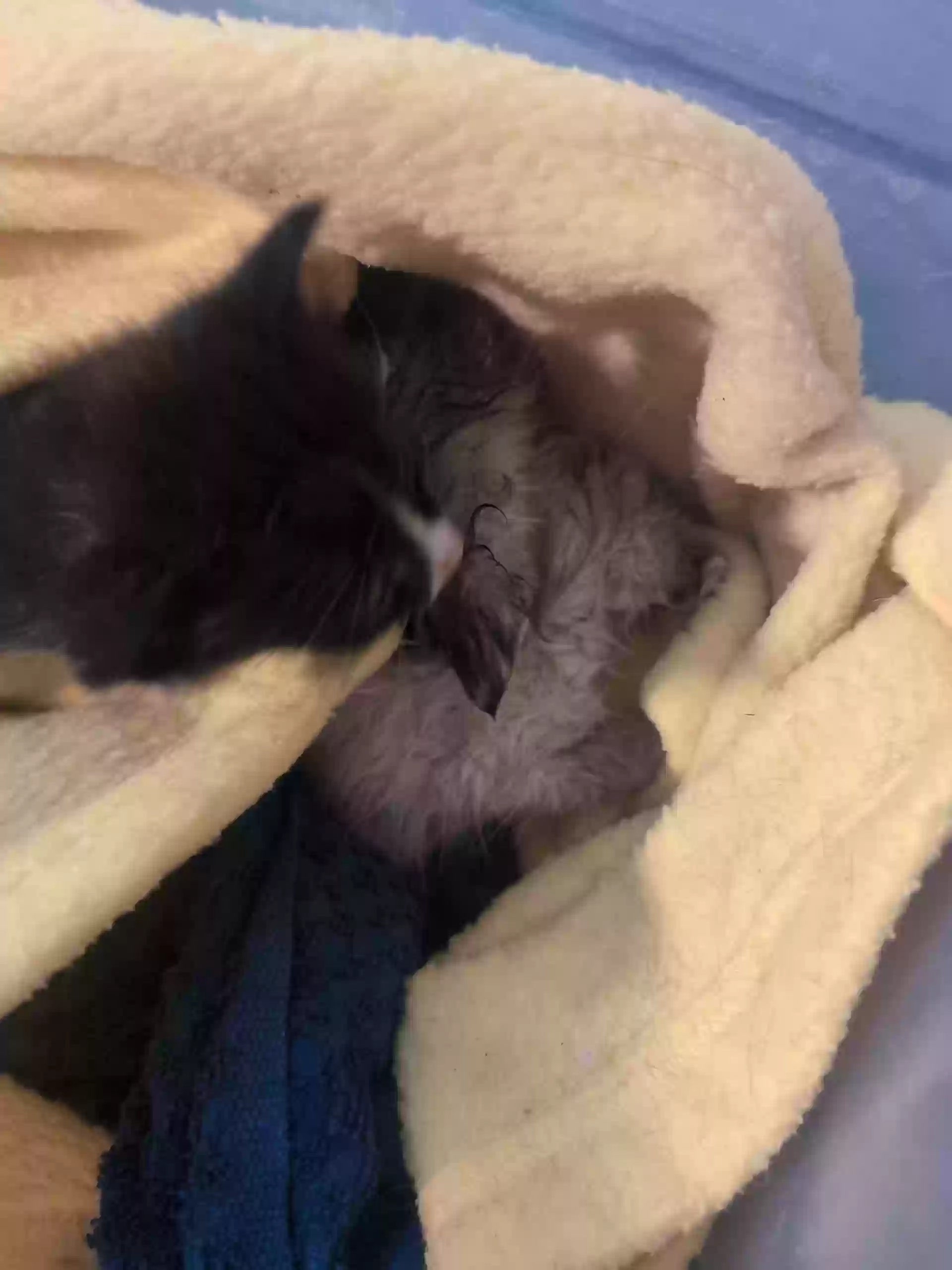 adoptable Cat in Discovery Bay,CA named None