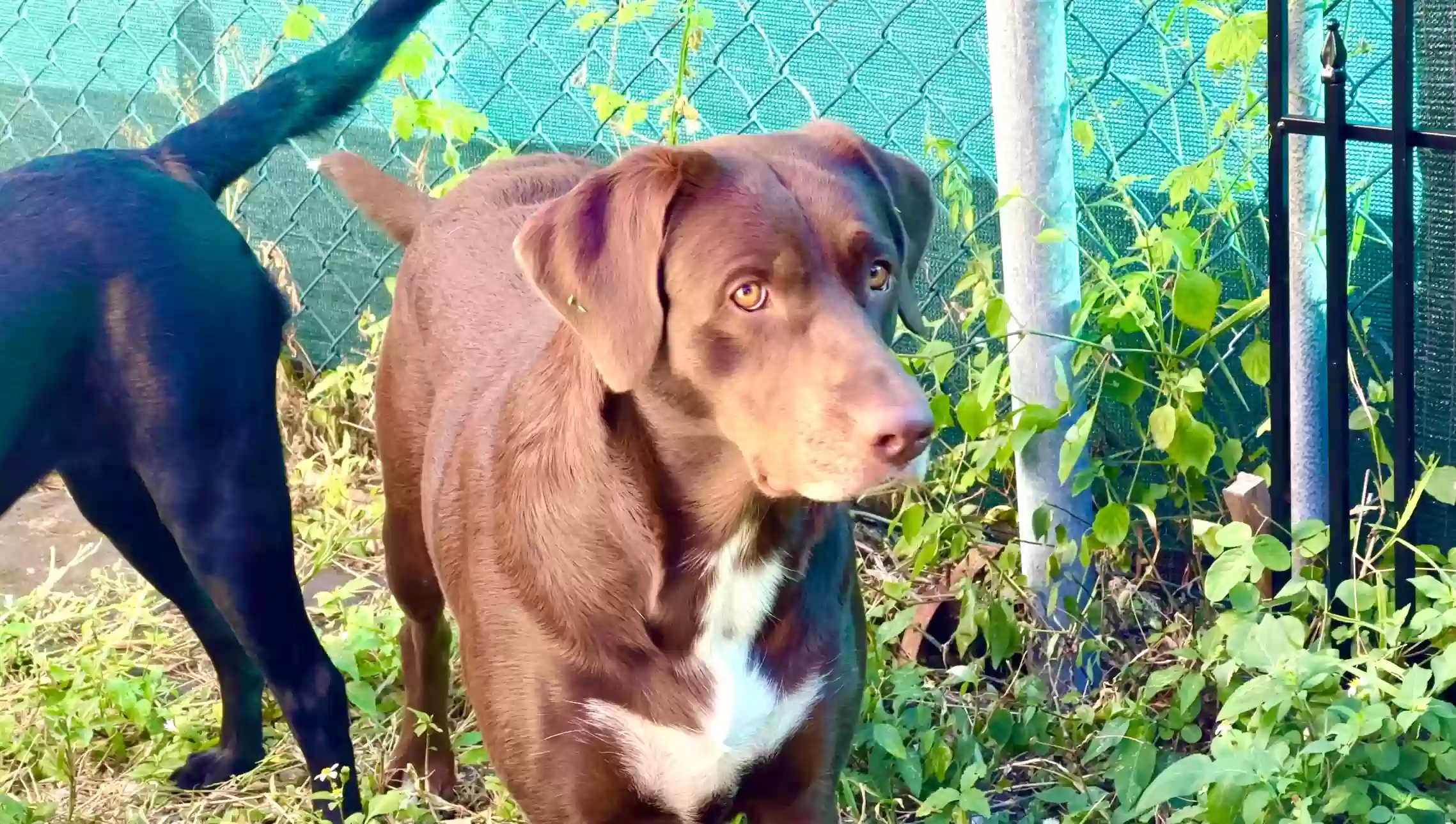 adoptable Dog in Springfield,MA named Mindy